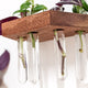 Our 7 Favorite Plants to Propagate with Our Propagation Shelves