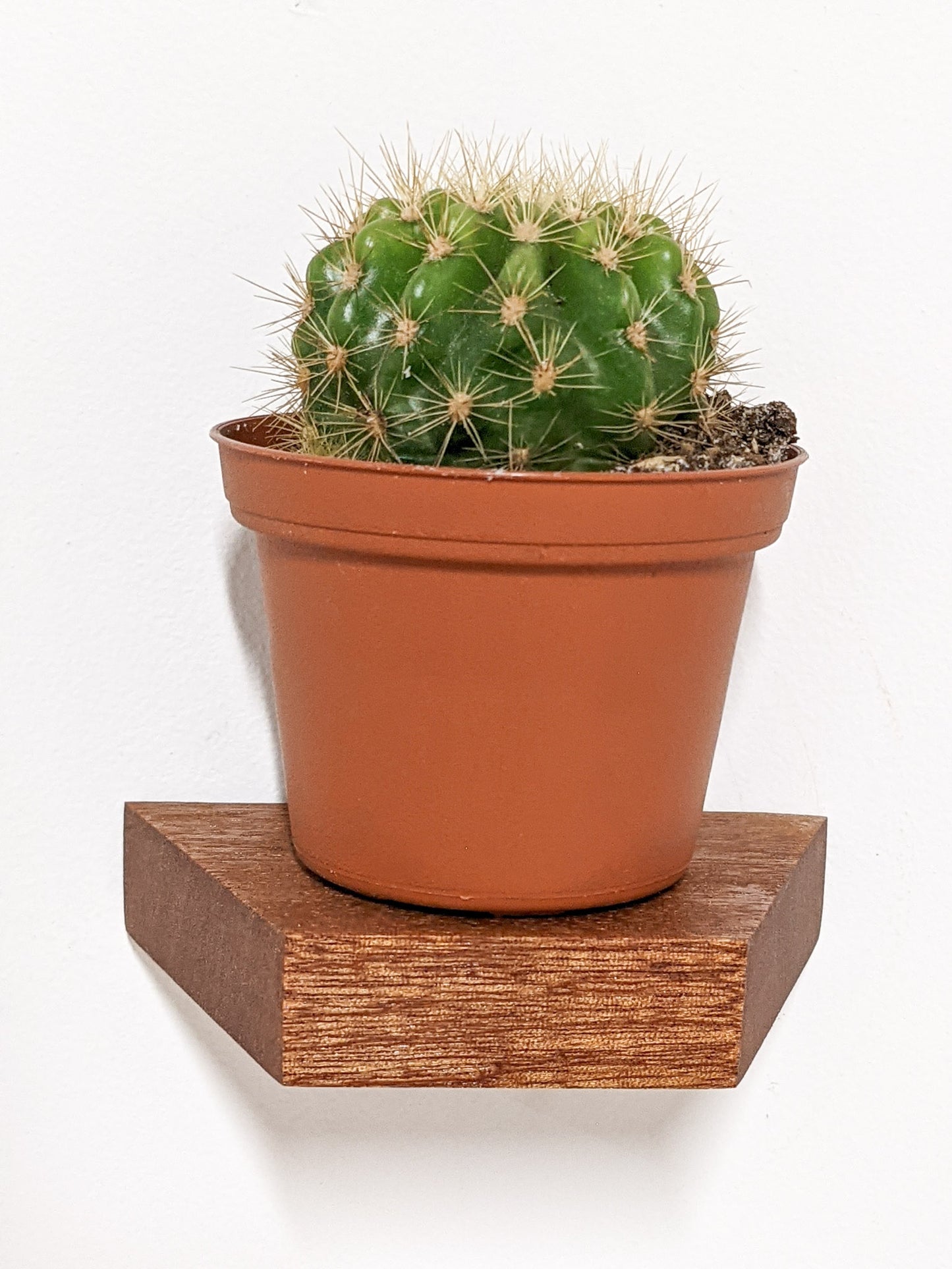 A head-on view of the small trapezoid floating shelf in mahogany. A terracotta planter with a round cactus sits on top of the shelf.