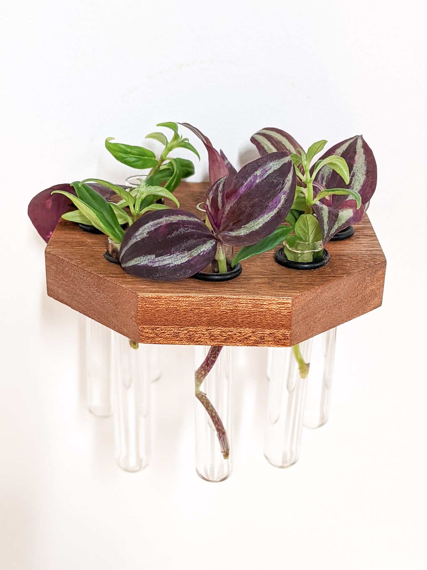 A head-on view of the mahogany octagon propagation shelf. The three front sides of the mahogany is visible and glass test tubes fulled with green and purple cuttings, dangle below.