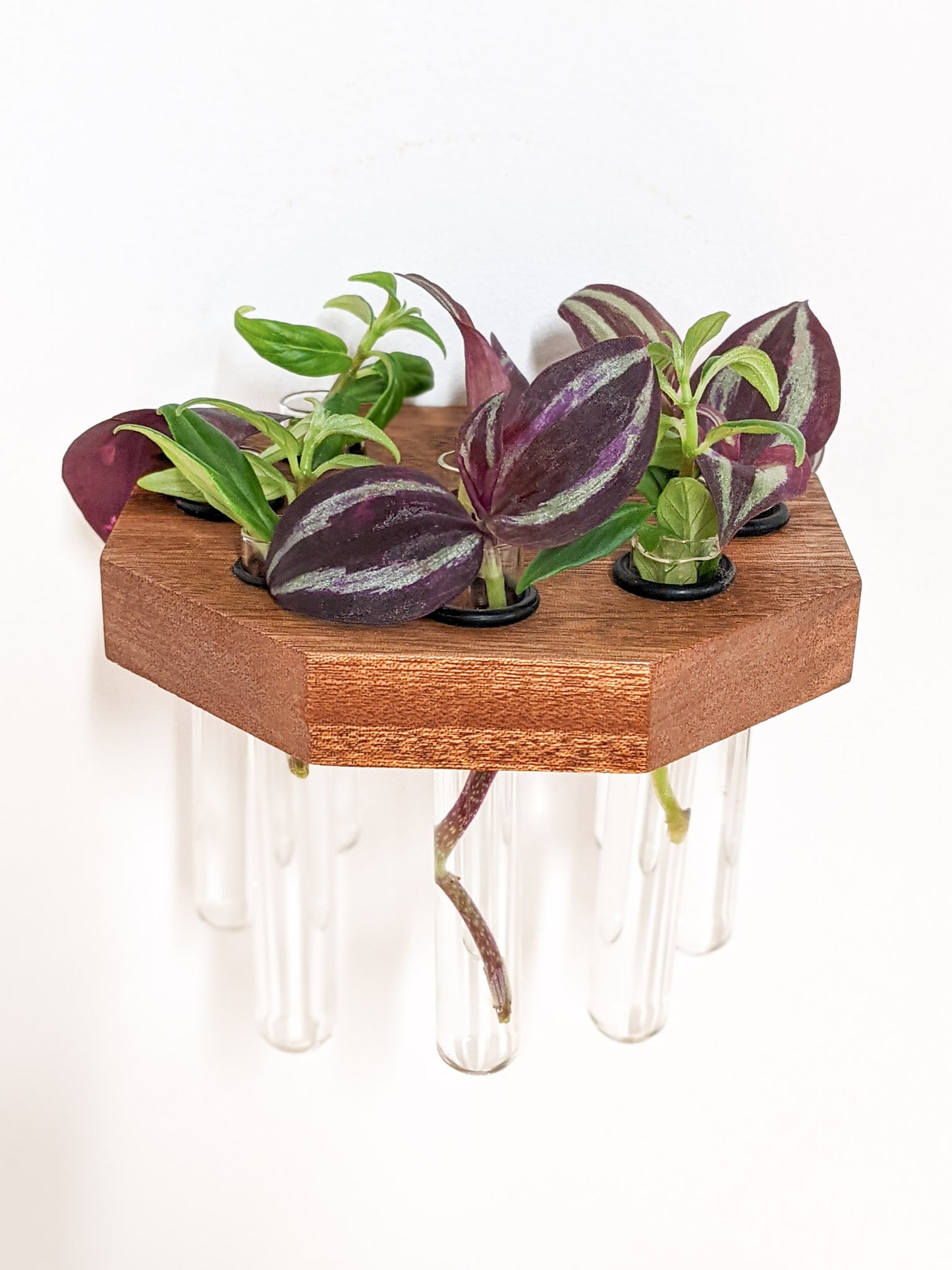 A head-on view of the mahogany octagon propagation shelf. The three front sides of the mahogany is visible and glass test tubes fulled with green and purple cuttings, dangle below. 