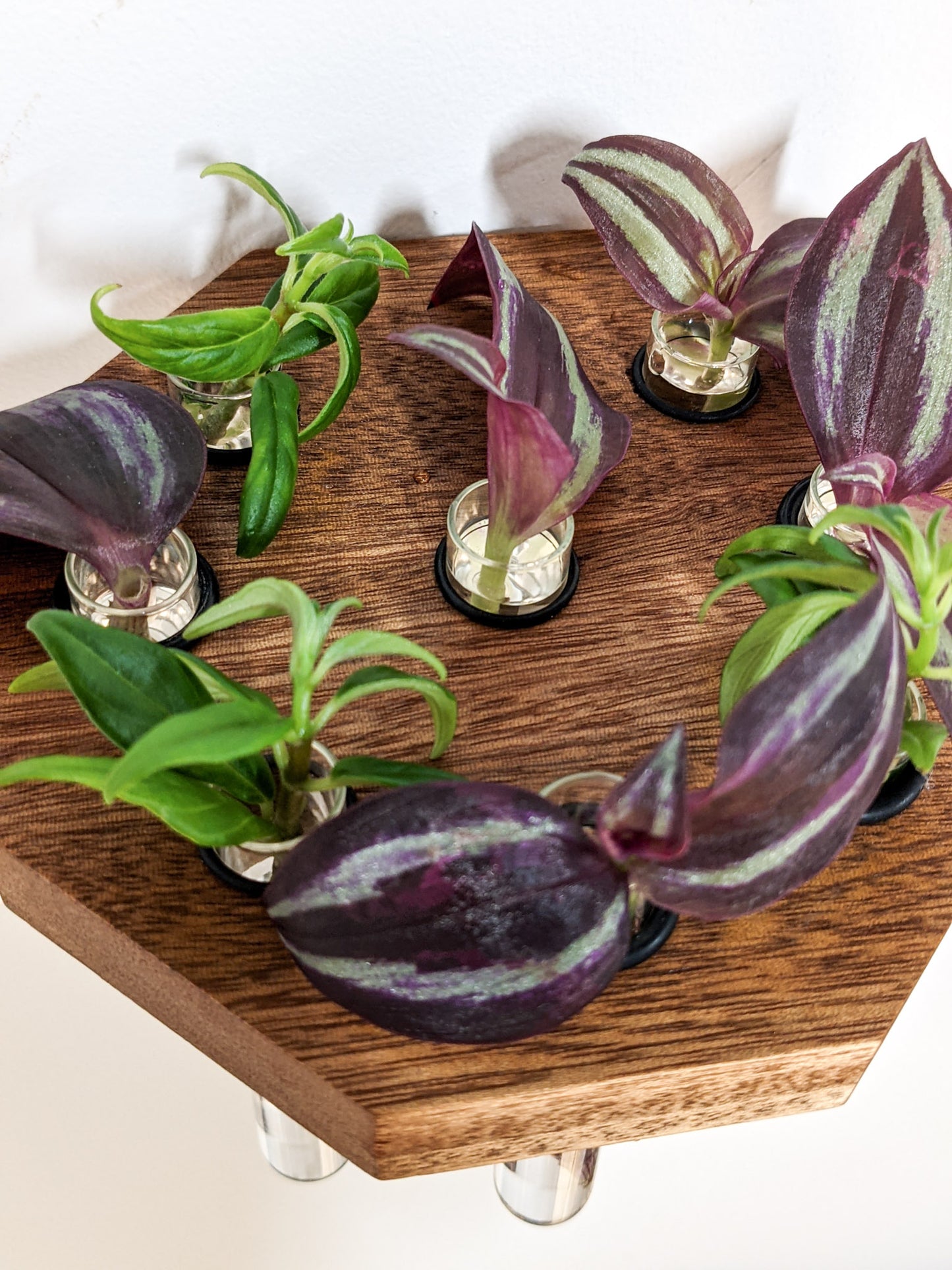 A mahogany octagon propagation shelf is wall mounted and holds 8 rooted cuttings of green and purple plants.