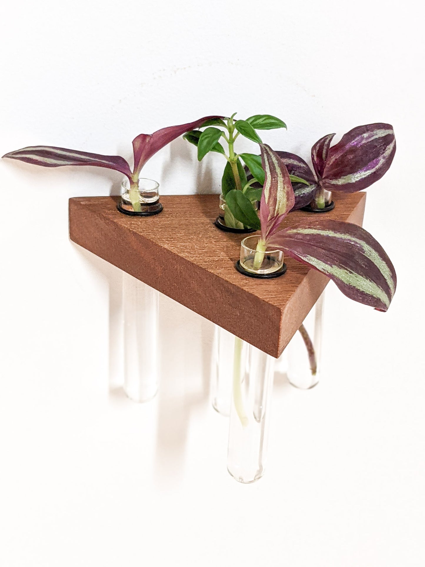 A top view of the triangle mahogany propagation floating shelf. Four cuttings of plants sit in four test tubes. The plants have purple and green leaves. The mahogany wood is dark brown and the edges are crisp.