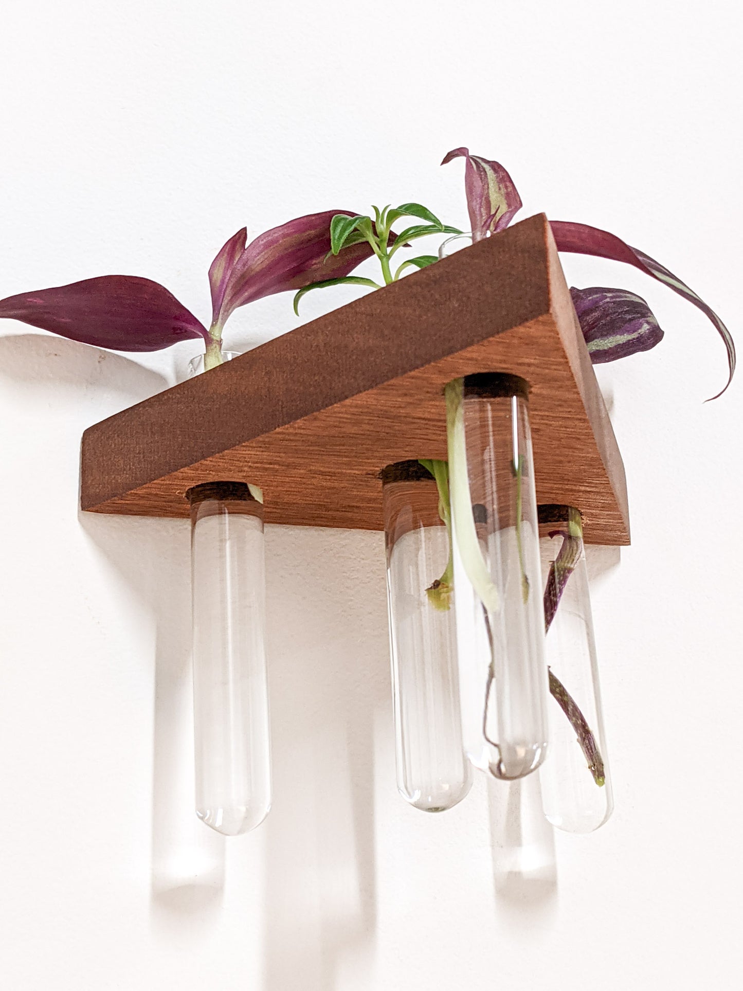 A bottom view of the mahogany triangle propagation shelf. A variety of glass test tubes dangle from the trapezoid floating shelf that is wall-mounted. The vials are filled with various cuttings of plants that peek over the top of the shelf.