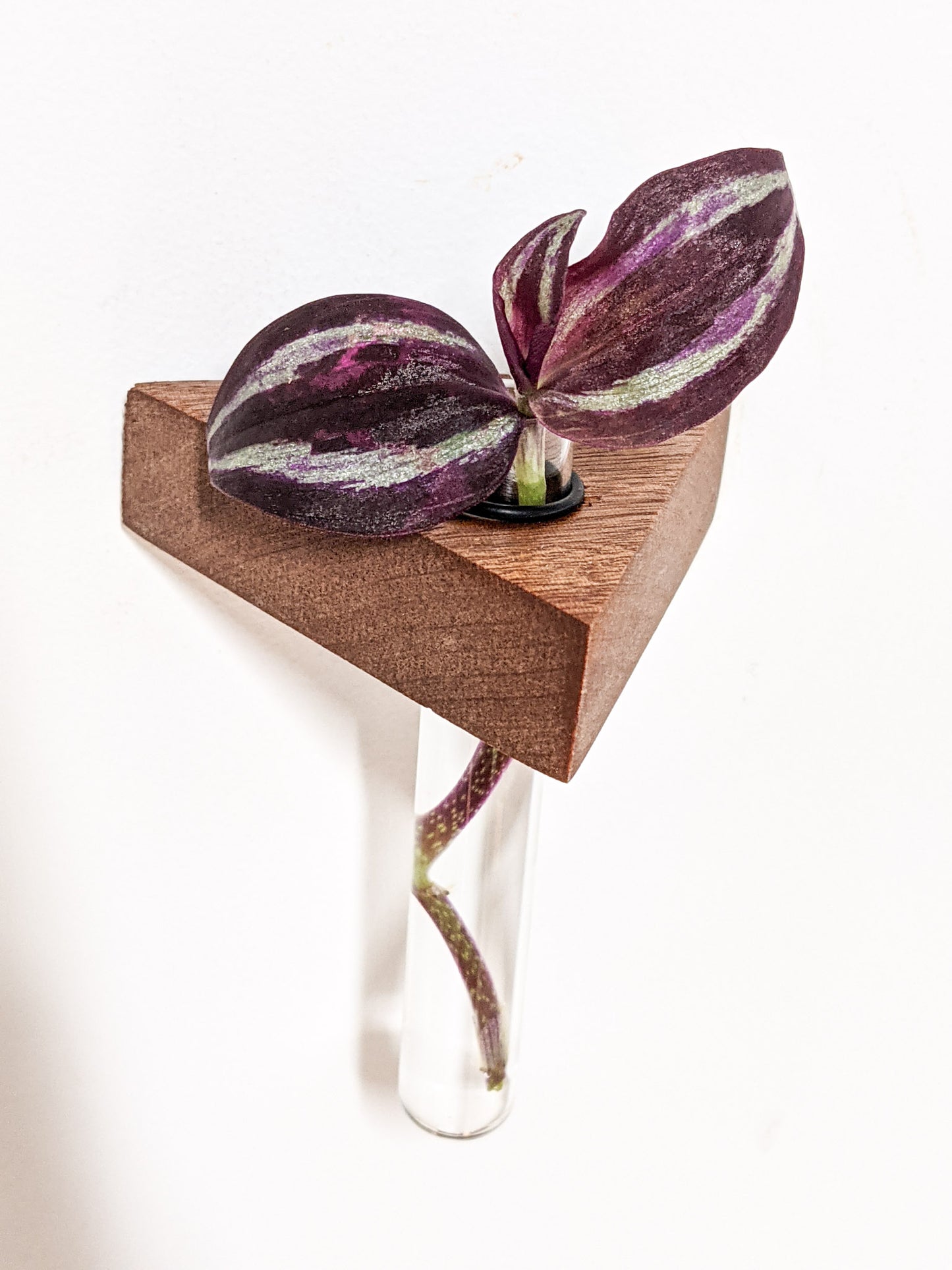A single small mahogany propagation shelf is wall-mounted. A test tube securely fits within the provided hole and a wandering jew cutting sits within the test tube. The plant has two beautiful purple and green variegated leaves.