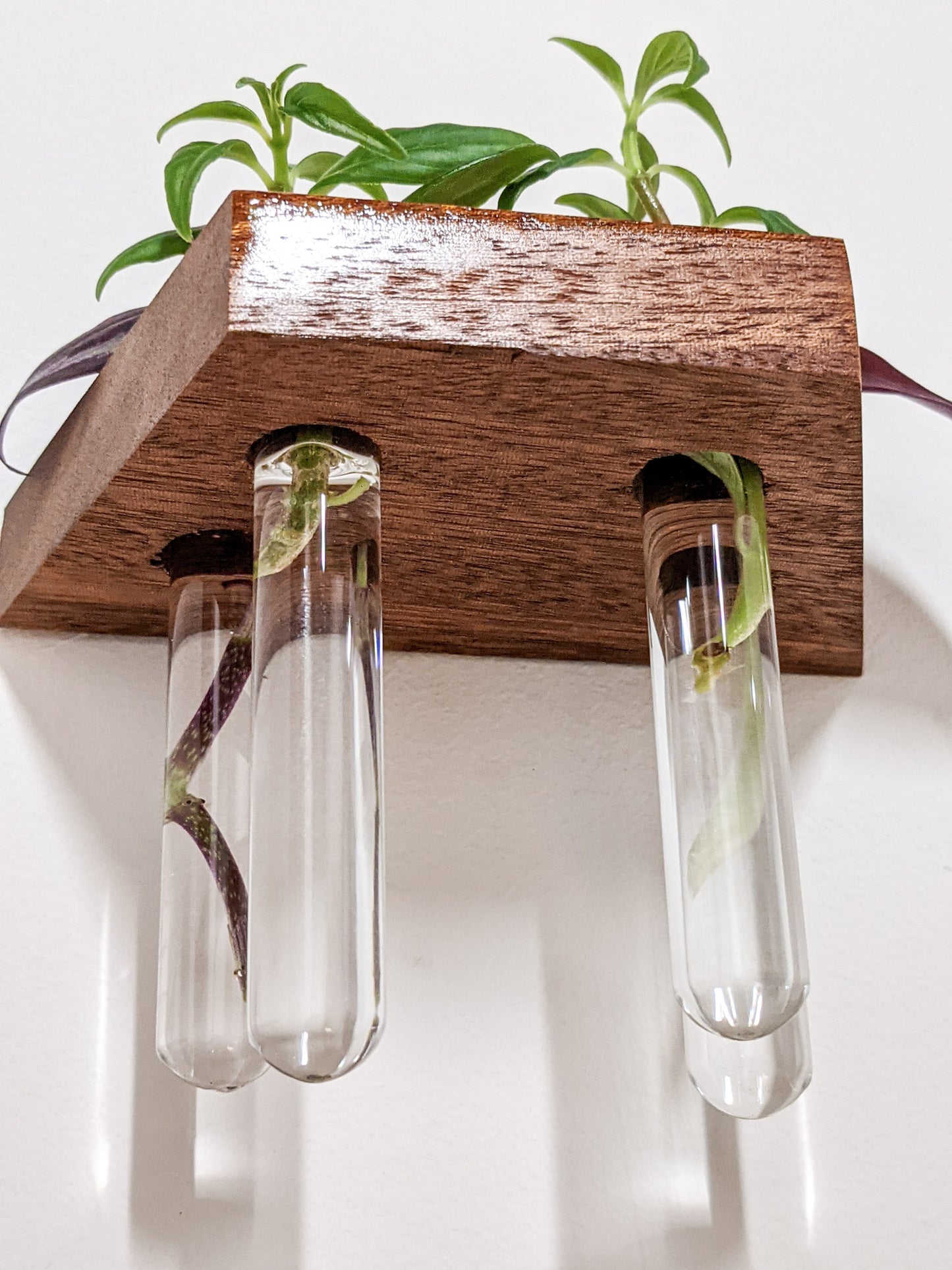 A close-up view of four hanging test tubes that are filled with water and hang from our Mahogany small wooden propagation shelf. Rooted cuttings of wandering jew and a pothos peak over the top edge of the shelf.