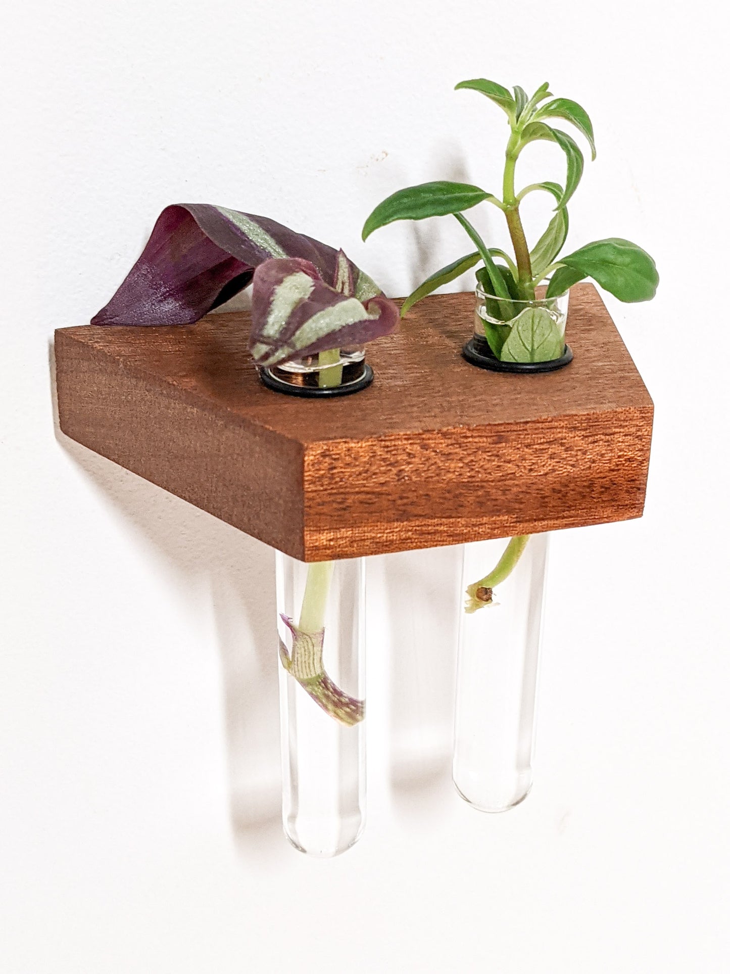 A small mahogany propagation shelf is wall-mounted. Two test tubes securely fits within the provided hole and a vibrant wandering jew cutting sits within the test tubes. One is purple and the other is green.