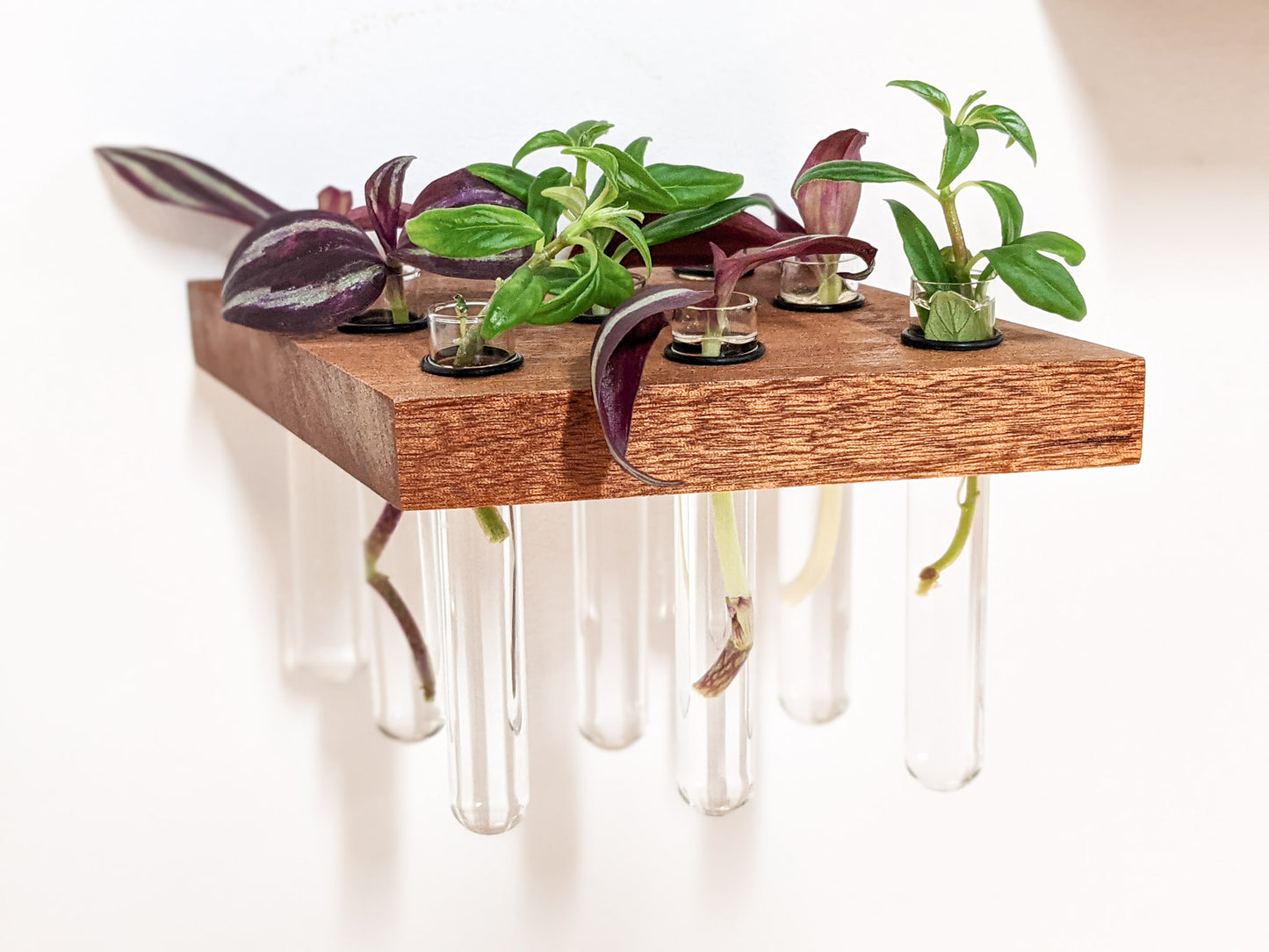 A head-on view of the mahogany rhombus propagation shelf. The mahogany is smooth and dark brown with crisp sides. 4 glass test tubes are filled with green and purple cuttings.