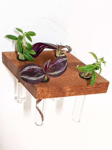 A top view of the rhombus mahogany propagation floating shelf. Four cuttings of plants sit in four test tubes. The plants have purple and green leaves. The mahogany wood is dark brown and the edges are crisp.