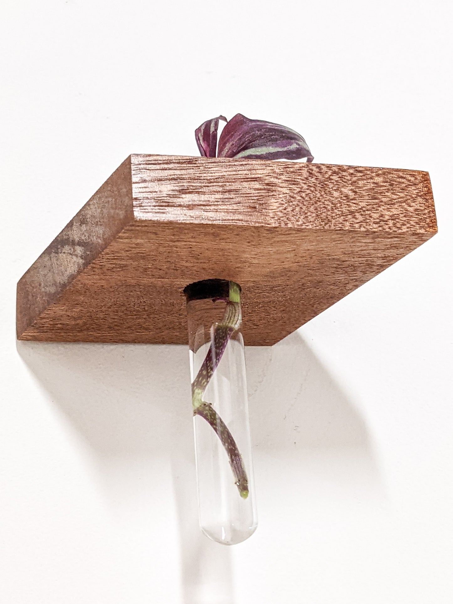A close-up of the solo test tube propagation shelf from below. The glass test tube hangs securely from the wall-mounted shelf. A faint purple root is visible in the test tube.
