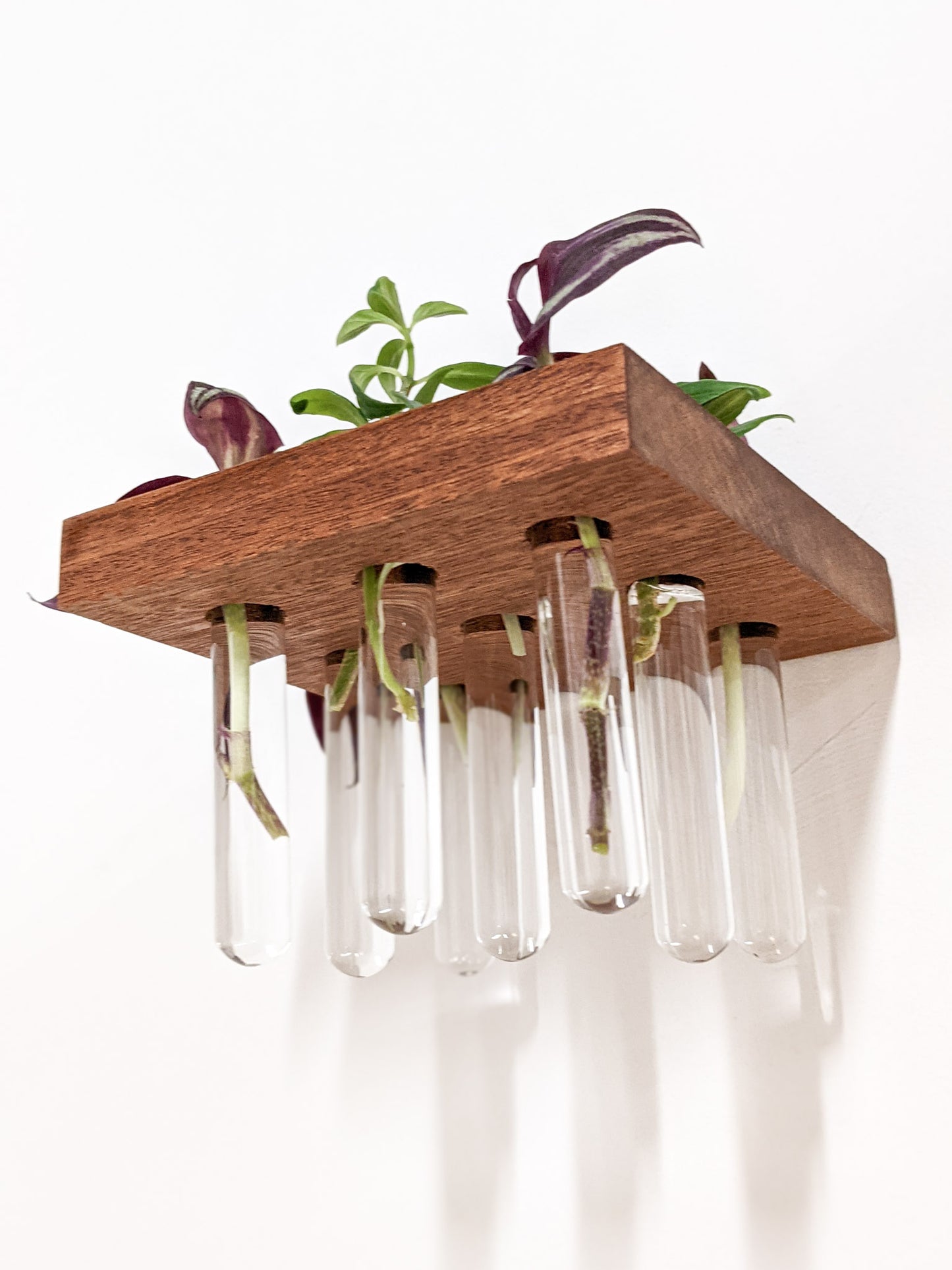 A close-up view of the hanging test tubes that are filled with water and hang from our Mahogany small wooden propagation shelf. Rooted cuttings of wandering jew and a pothos peak over the top edge of the shelf. 