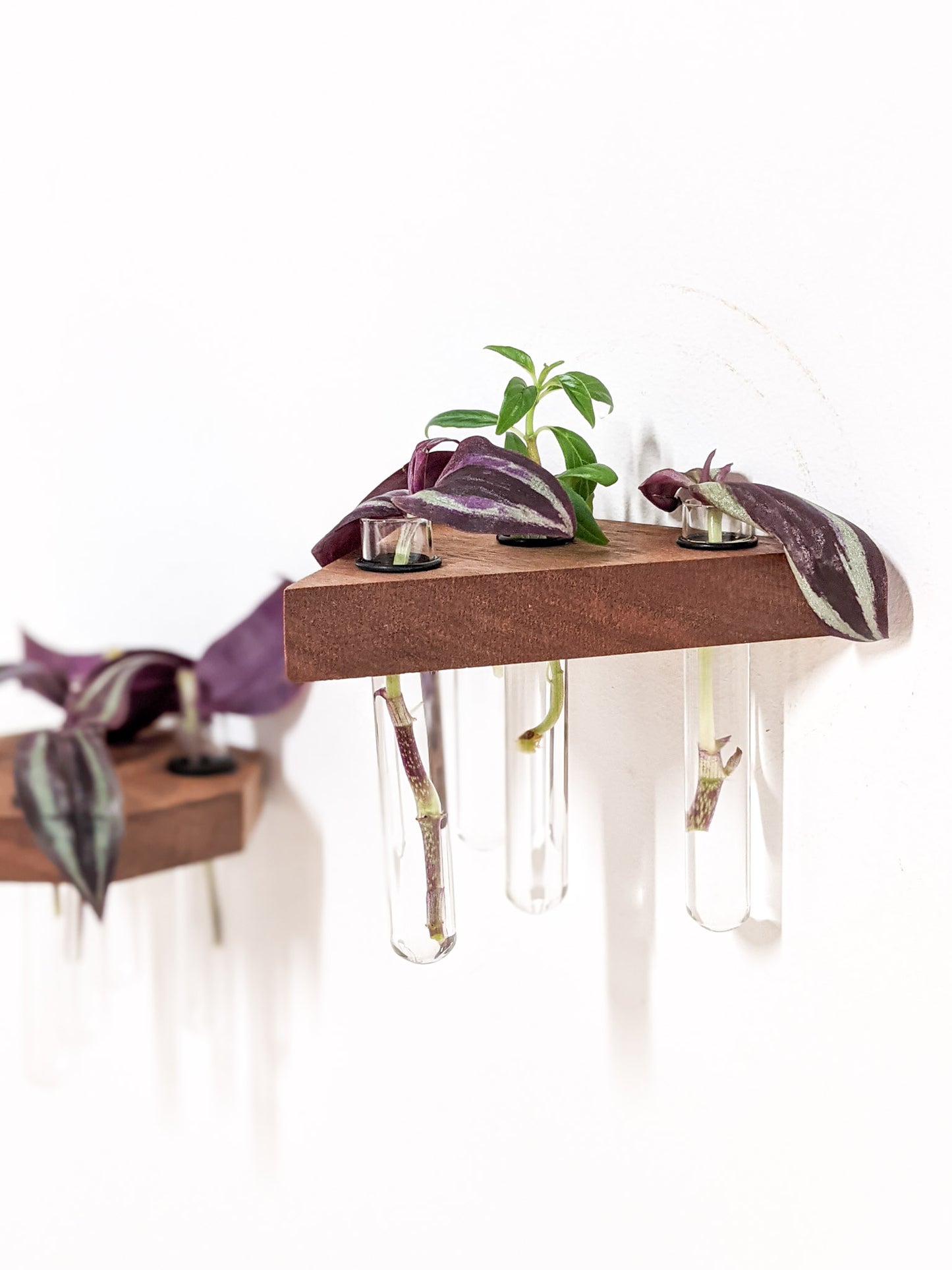 A triangle mahogany propagation shelf is wall mounted. Four test tubes dangle beneath the shelf and contain cutting of a wandering jew plant. To the left, the side of a mahogany octagon propagation shelf can be seen.