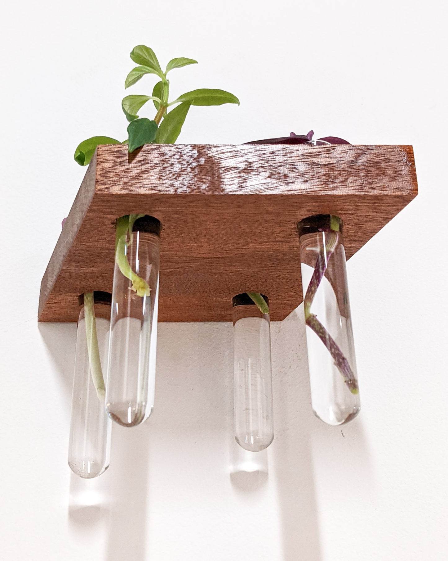 A close-up view of four hanging test tubes that are filled with water and hang from our Mahogany small wooden propagation shelf. Rooted cuttings of wandering jew and a pothos peak over the top edge of the shelf.