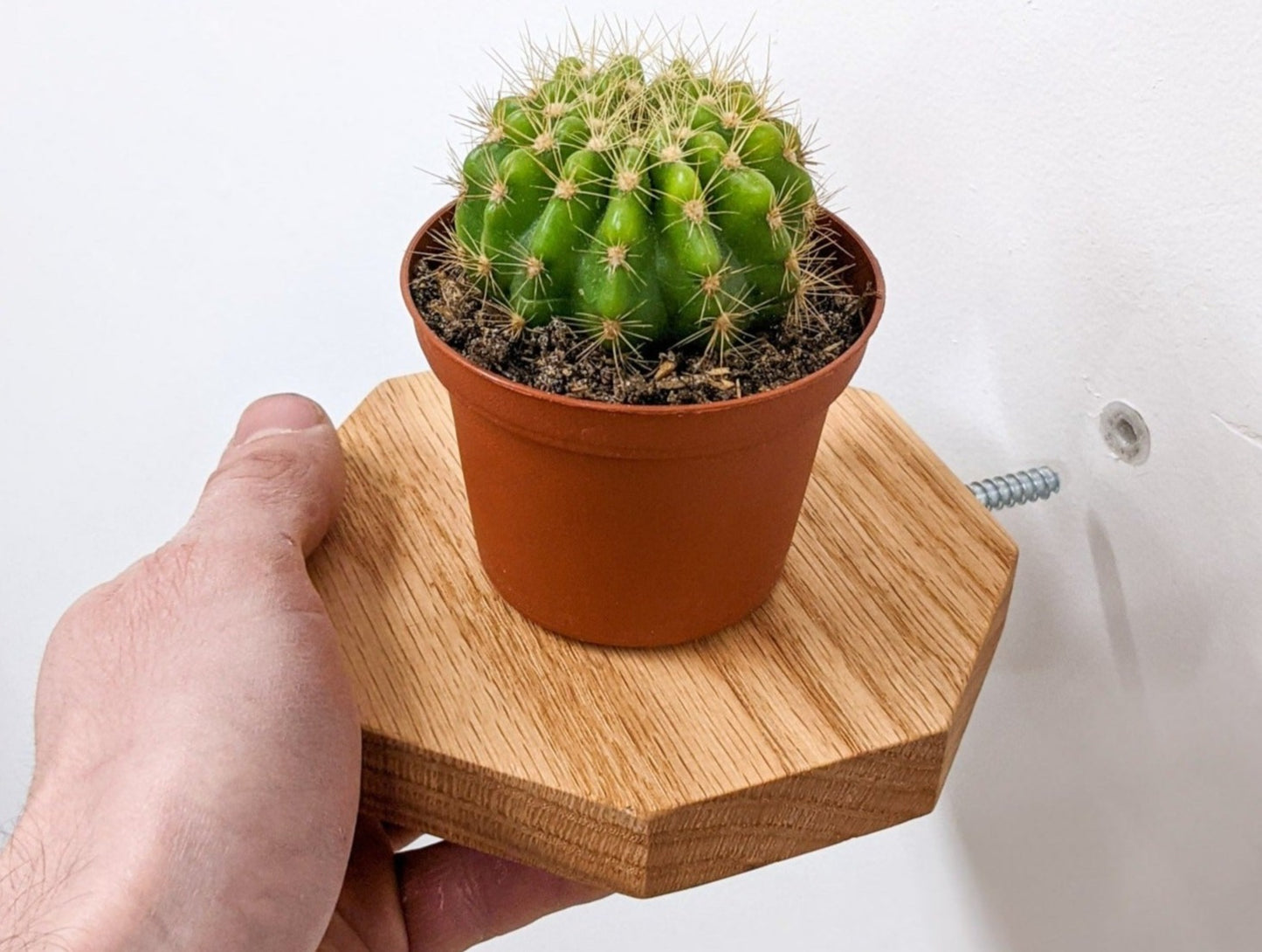 A hand begins to easily install an oak octagon floating shelf by screwing the shelf into a drilled hole on the wall. A potted round mini cactus sits on the shelf.