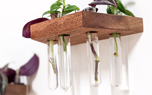 Our 7 Favorite Plants to Propagate with Our Propagation Shelves