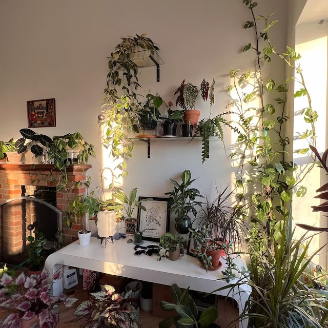 Shelf Bracket for Glass Shelves