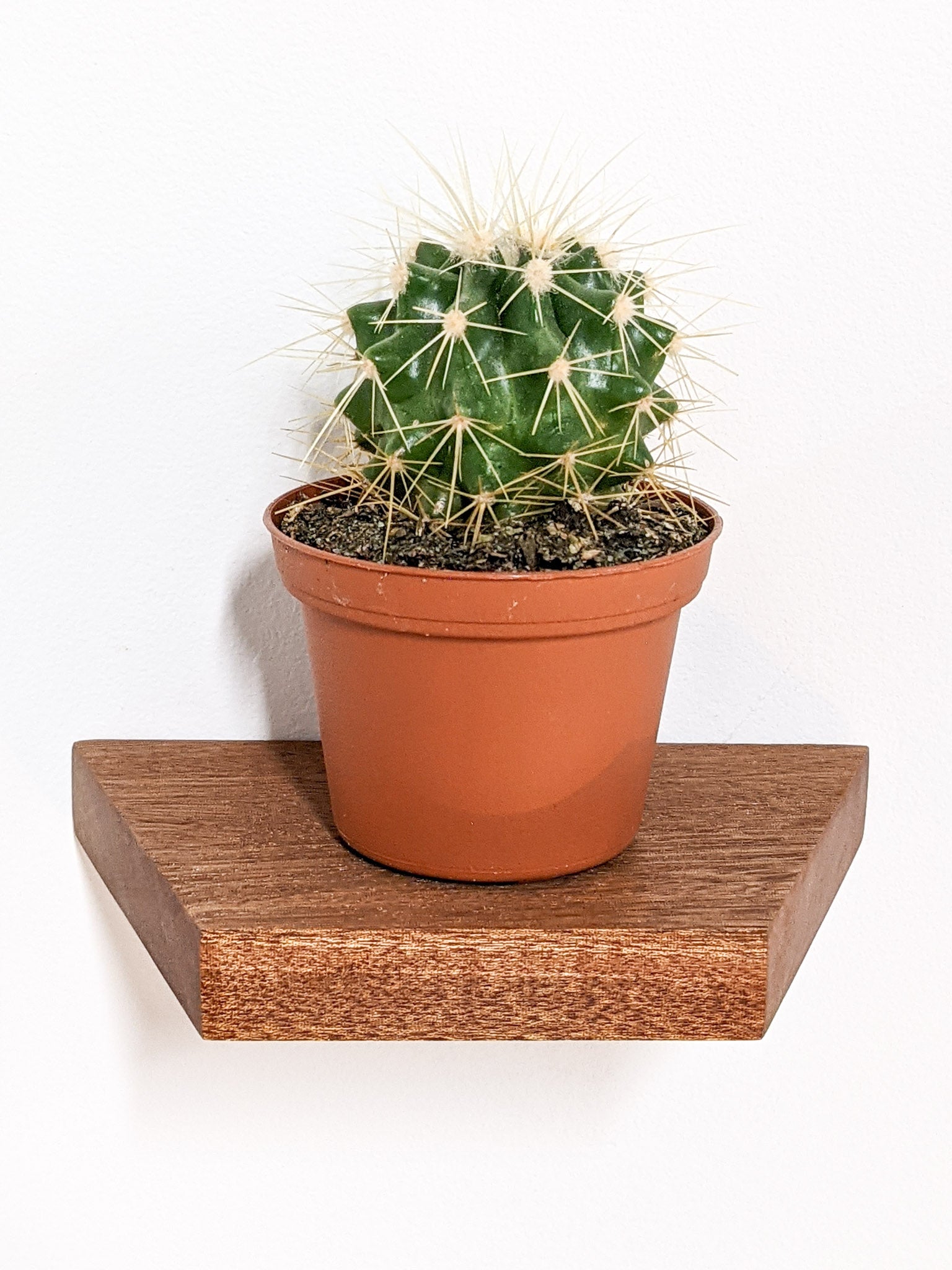 A head-on view of the small trapezoid floating shelf in mahogany. A terracotta planter with a round cactus sits on top of the shelf. 