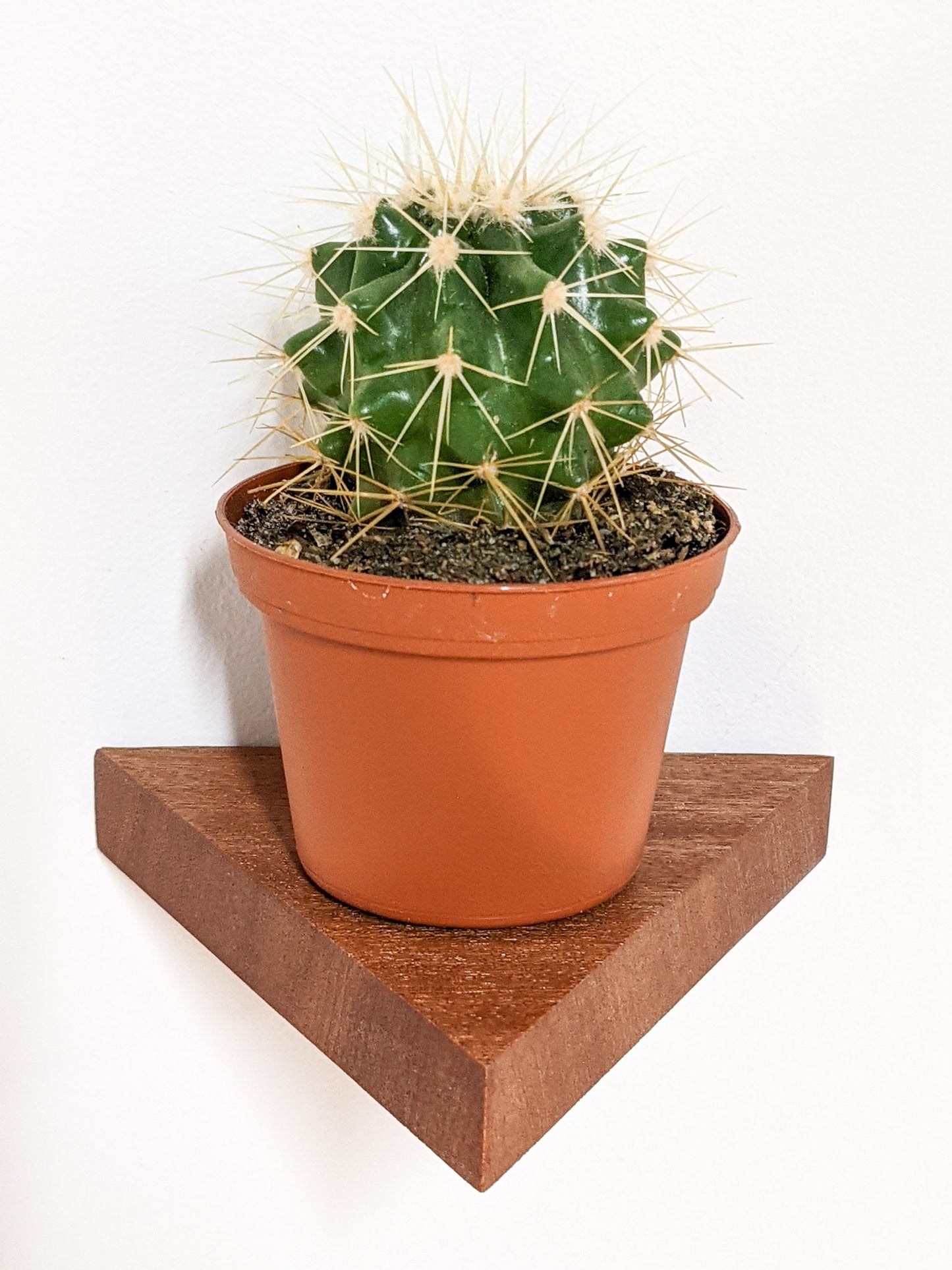 A head-on view of the sharp angles and slightly rounded corners of the small mahogany triangle floating shelf. A cactus sits on the top of the shelf.