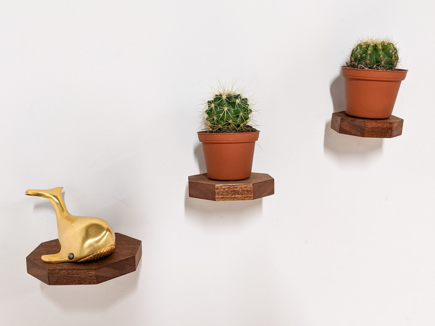 A set of three of our mahoagny oak octagon floating shelves float up a wall. The lowest shelf hold a golden whale, and the middle and top shelves hold one cactus each. 