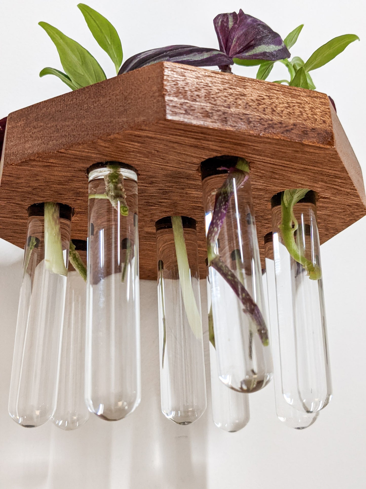 A close-up view of the hanging test tubes that are filled with water and hang from our Mahogany small wooden propagation shelf. Rooted cuttings of wandering jew and a pothos peak over the top edge of the shelf.