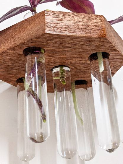 A close-up view of the hanging test tubes that are filled with water and hang from our Mahogany small wooden propagation shelf. Rooted cuttings of wandering jew and a pothos peak over the top edge of the shelf.