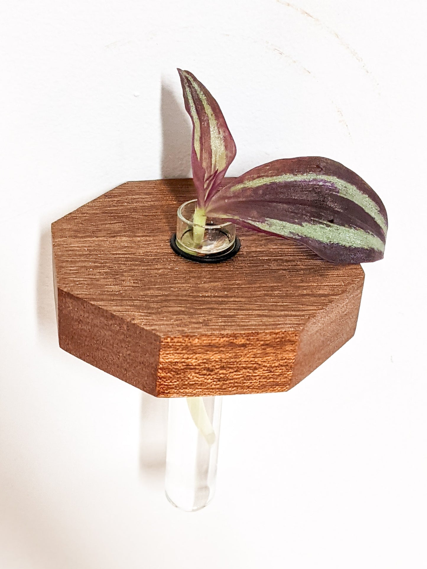 A single small mahogany propagation shelf is wall-mounted. A test tube securely fits within the provided hole and a wandering jew cutting sits within the test tube. The plant has two beautiful purple and green variegated leaves.