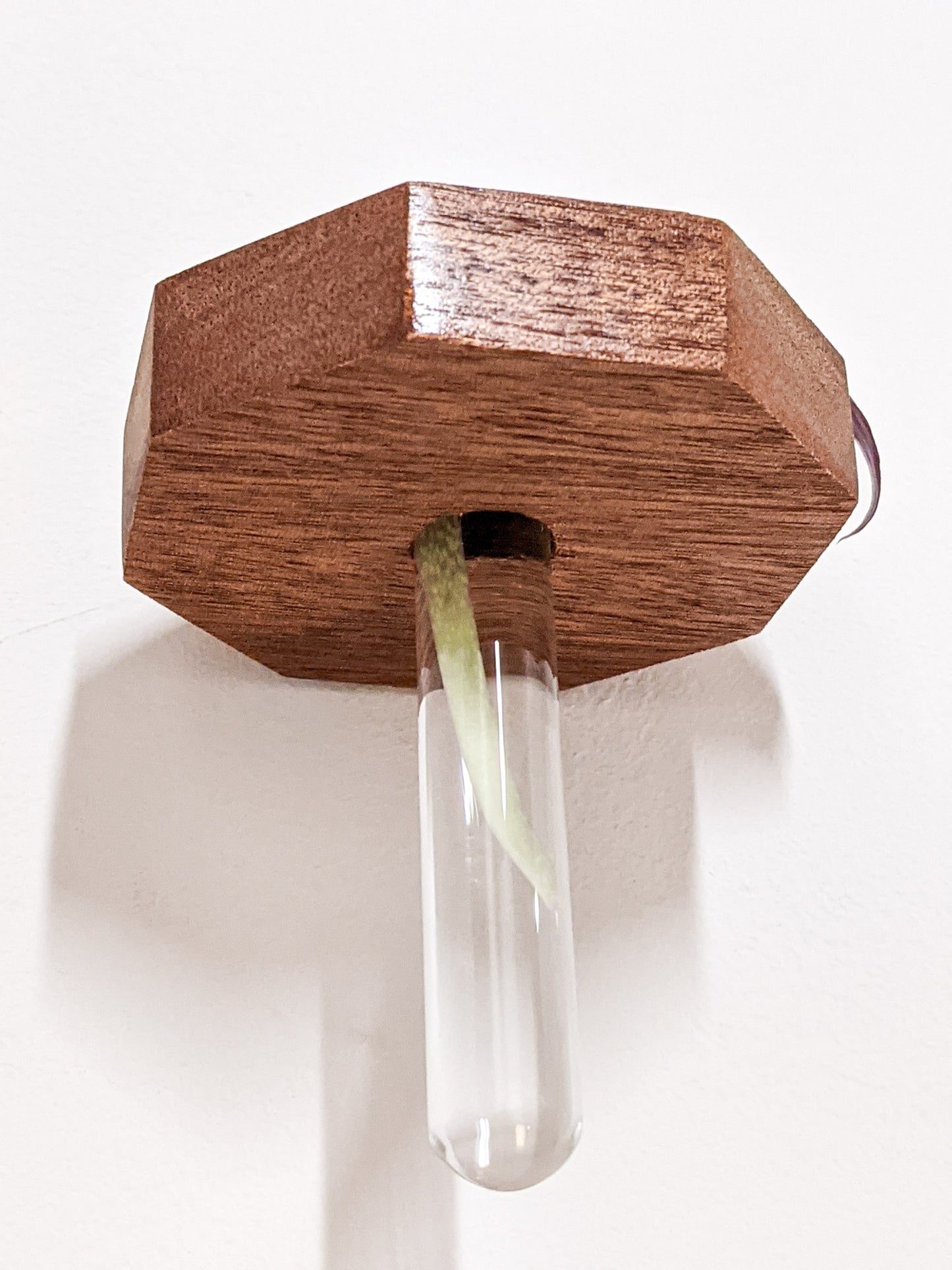 A close-up of the solo test tube propagation shelf from below. The glass test tube hangs securely from the wall-mounted shelf. A faint green root is visible in the test tube.