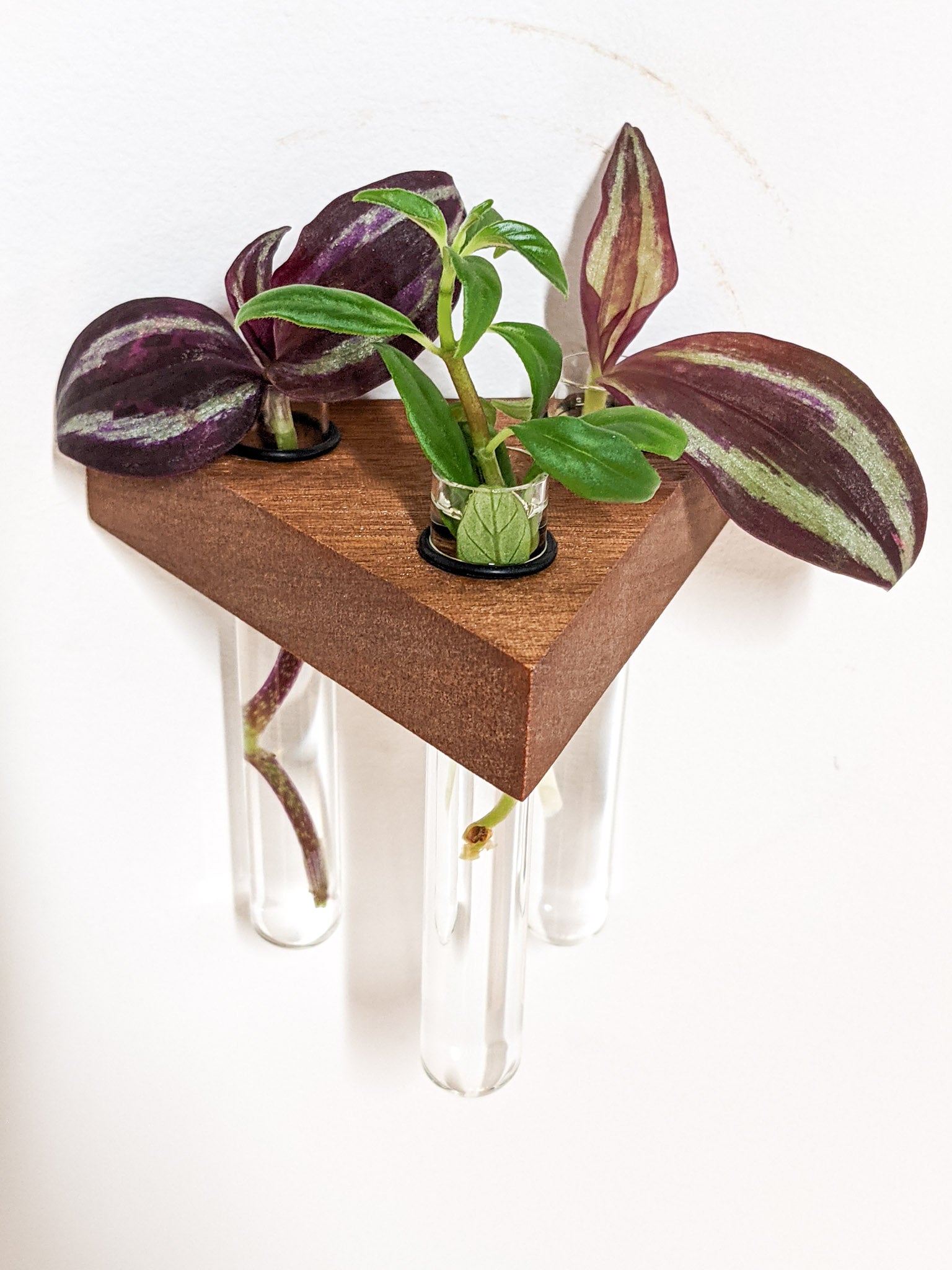 A head-on view of the mahogany triangle propagation shelf. The mahogany is smooth and dark brown with crisp sides. 4 glass test tubes are filled with green and purple cuttings. 