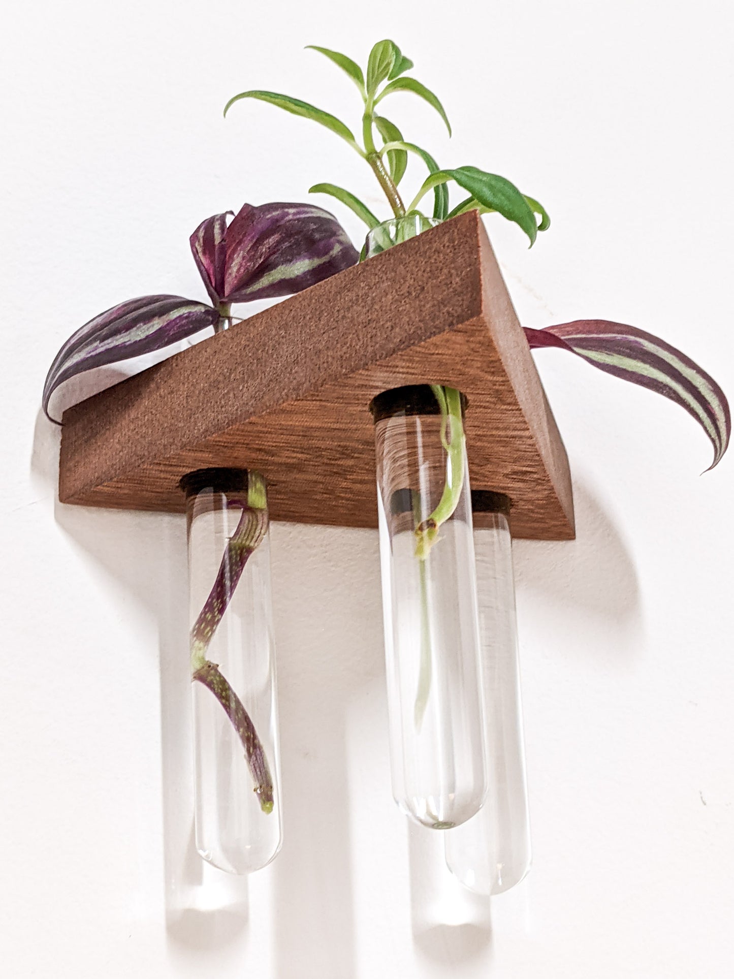 A close-up view of four hanging test tubes that are filled with water and hang from our Mahogany small wooden propagation shelf. Rooted cuttings of wandering jew and a pothos peak over the top edge of the shelf. 