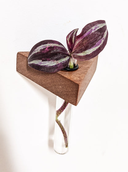 A single small mahogany propagation shelf is wall-mounted. A test tube securely fits within the provided hole and a wandering jew cutting sits within the test tube. The plant has two beautiful purple and green variegated leaves. 