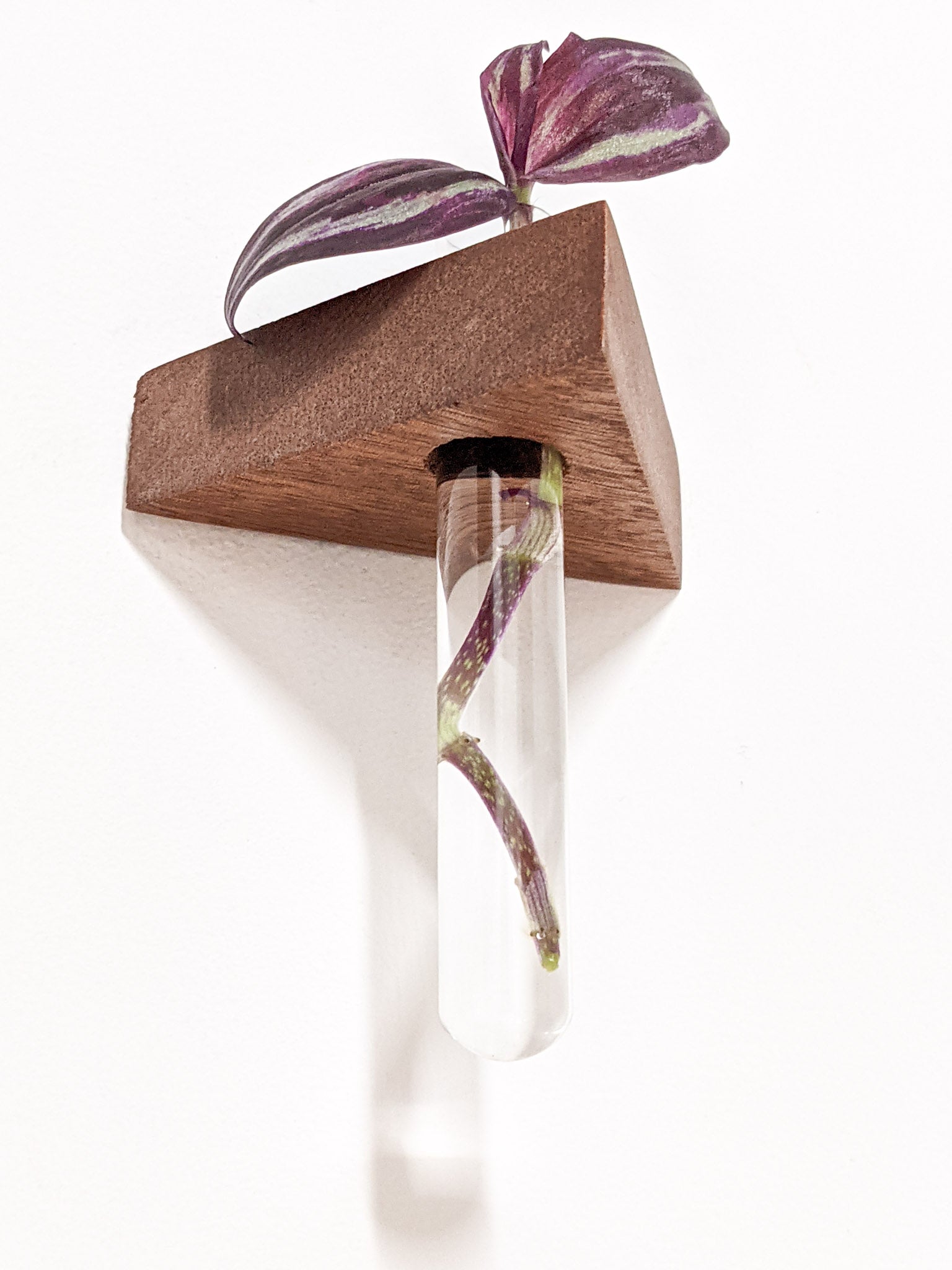 A close-up of the solo test tube propagation shelf from below. The glass test tube hangs securely from the wall-mounted shelf. A faint purple root is visible in the test tube. 