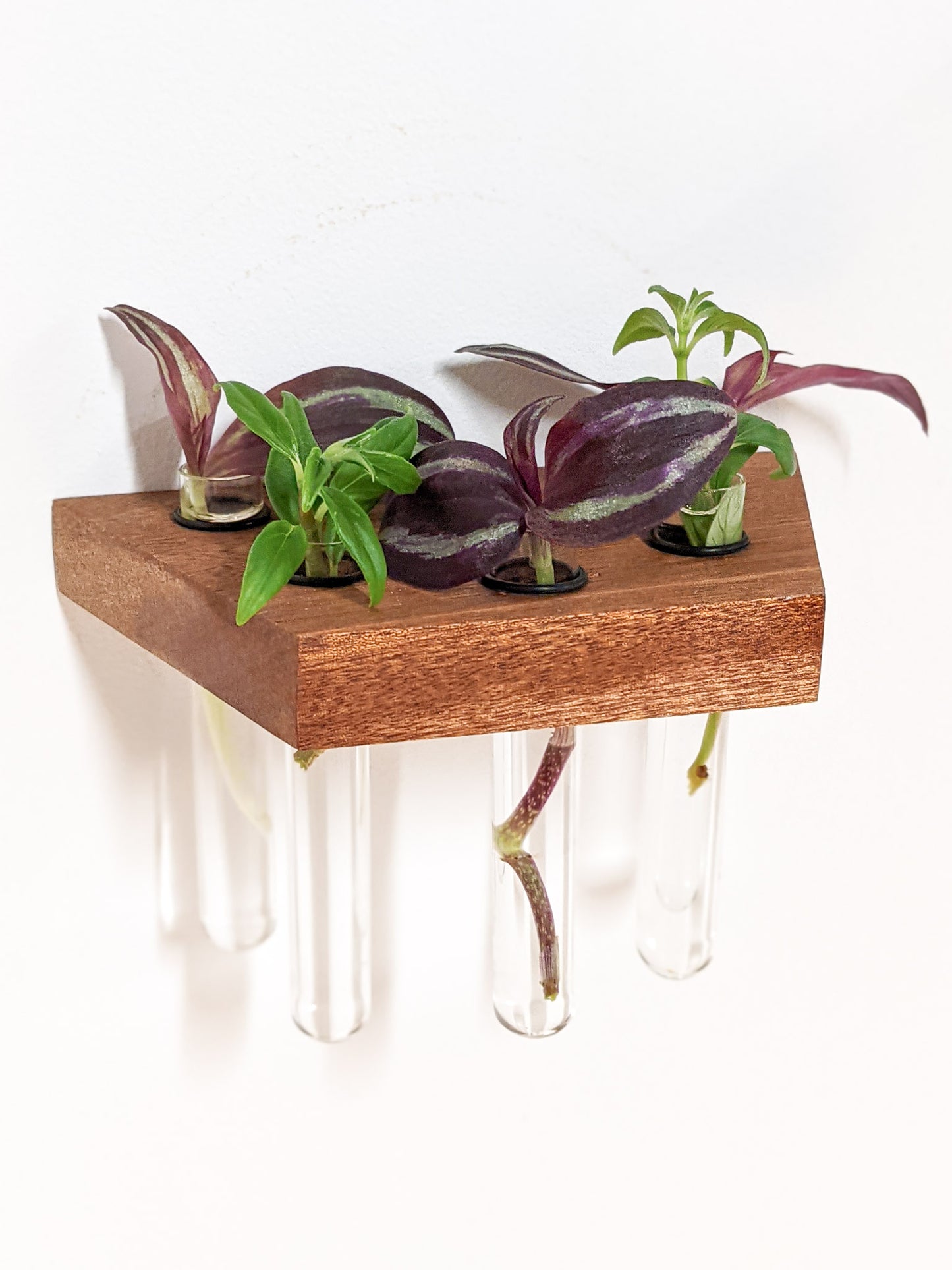 A head-on view of the mahogany trapezoid propagation shelf. The mahogany is smooth and dark brown with crisp sides. 4 glass test tubes are filled with green and purple cuttings.