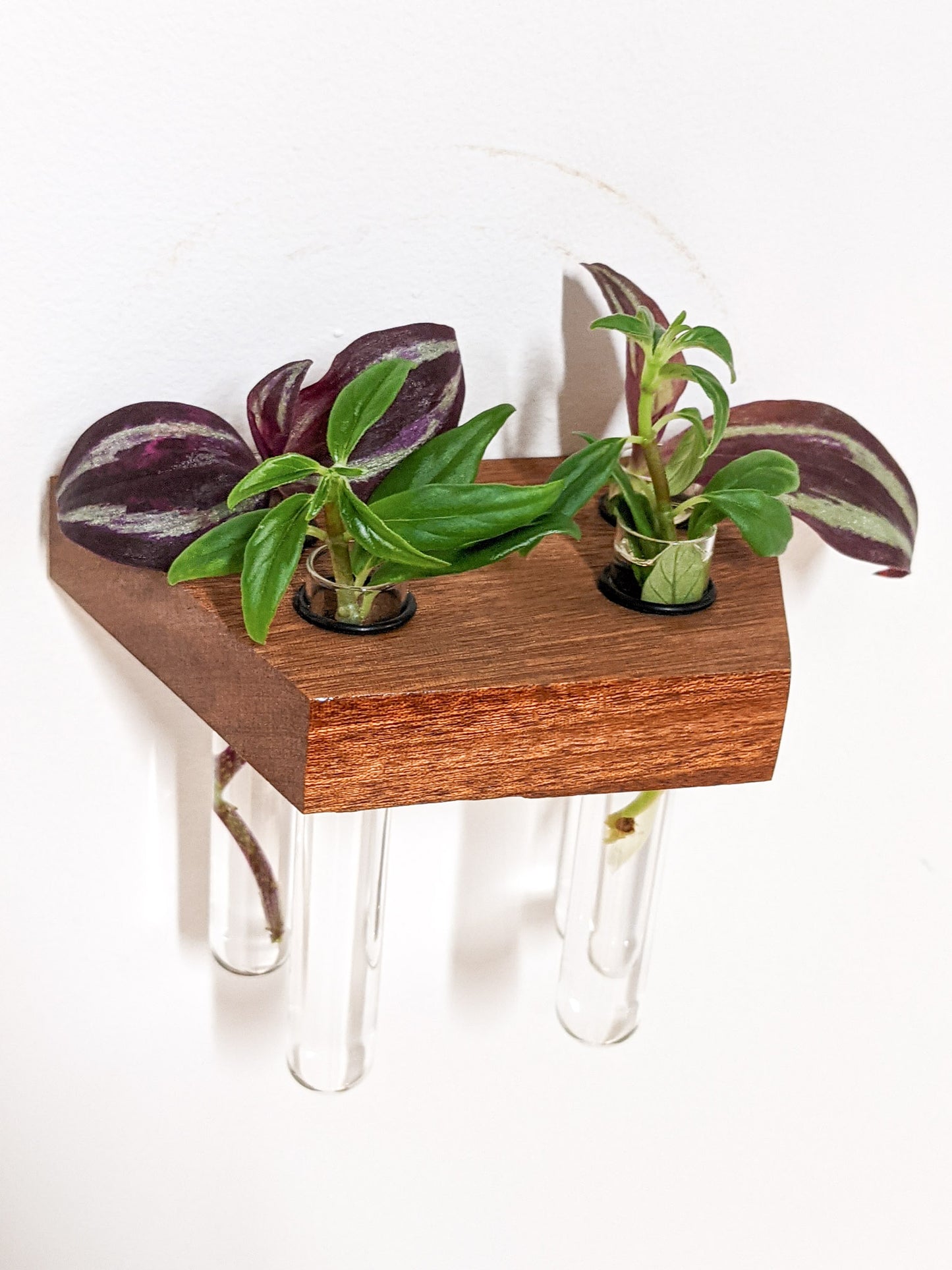 A top view of the square mahogany propagation floating shelf. Four cuttings of plants sit in four test tubes. The plants have purple and green leaves. The mahogany wood is dark brown and the edges are crisp.