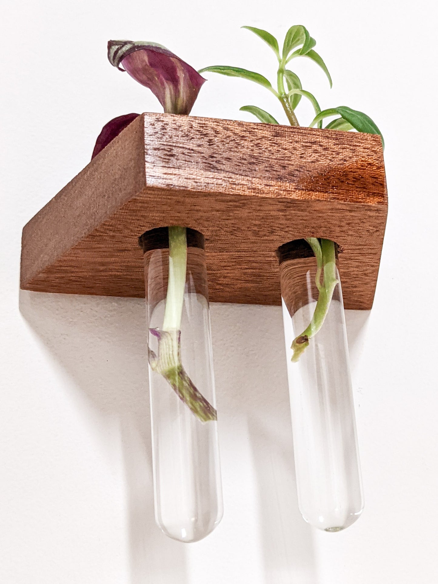 A small mahogany propagation shelf is wall-mounted. Two test tubes securely fits within the provided hole and a vibrant wandering jew cutting sits within the test tubes. One is purple and the other is green.