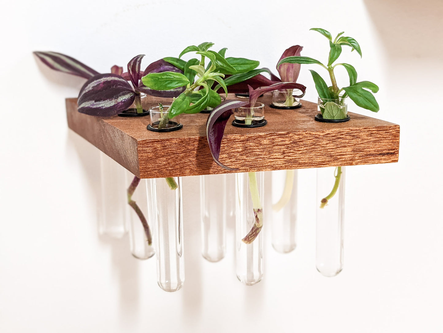 A head-on view of the mahogany rhombus propagation shelf. The mahogany is smooth and dark brown with crisp sides. 4 glass test tubes are filled with green and purple cuttings. 