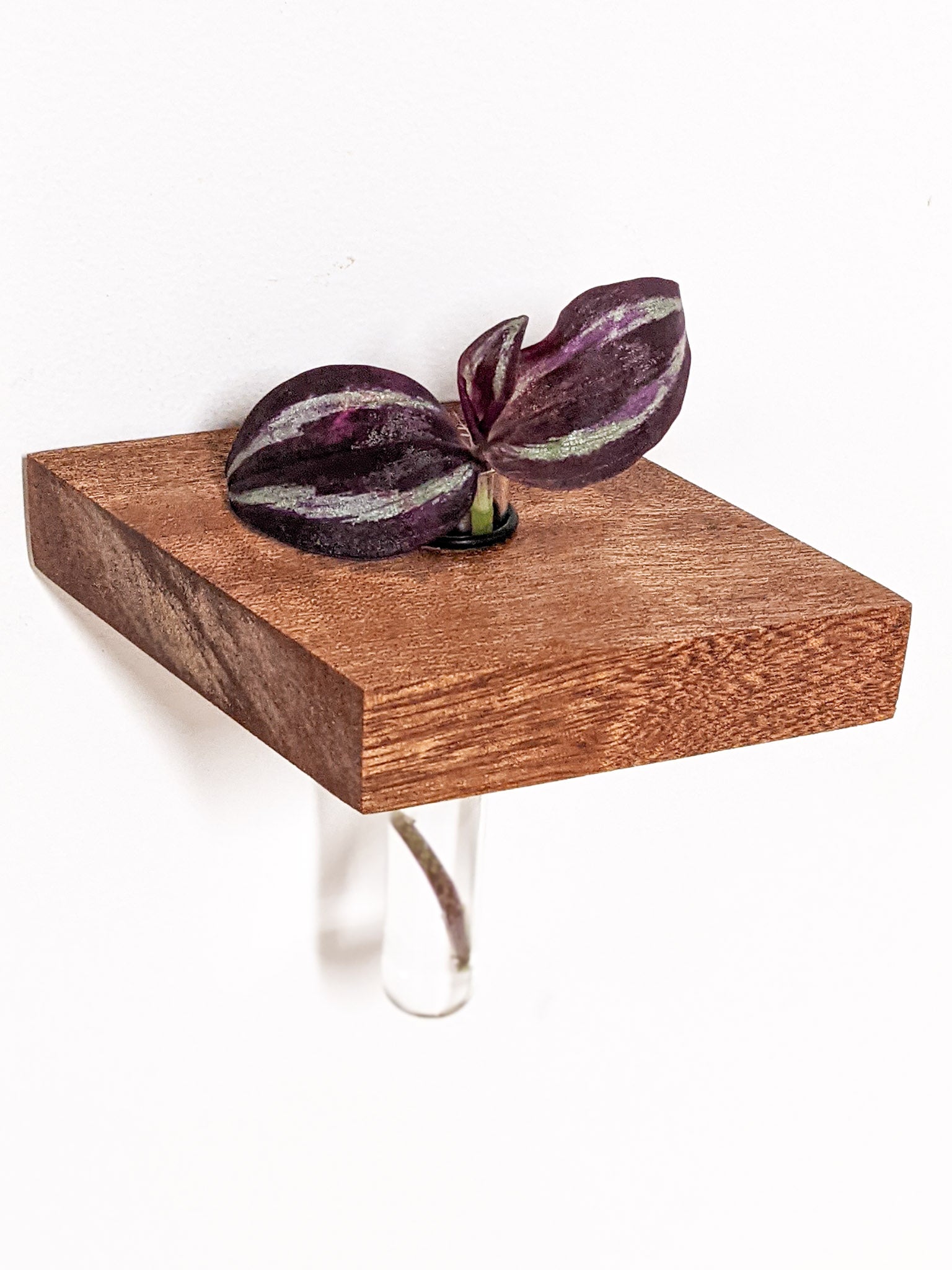 A single small mahogany propagation shelf is wall-mounted. A test tube securely fits within the provided hole and a wandering jew cutting sits within the test tube. The plant has two beautiful purple and green variegated leaves.