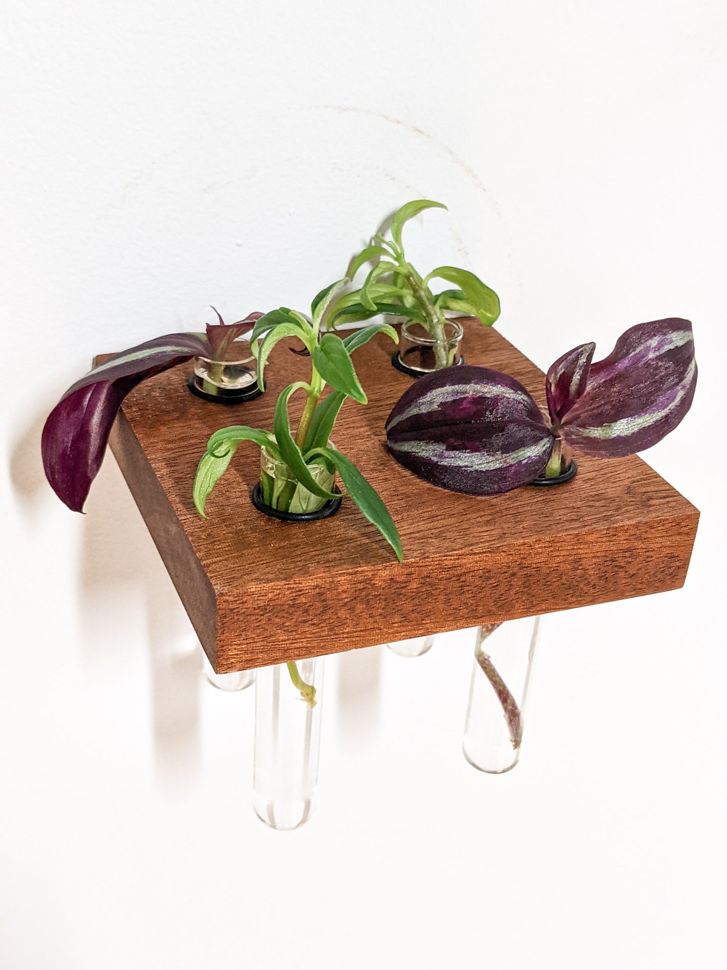 A top view of the square mahogany propagation floating shelf. Four cuttings of plants sit in four test tubes. The plants have purple and green leaves. The mahogany wood is dark brown and the edges are crisp. 