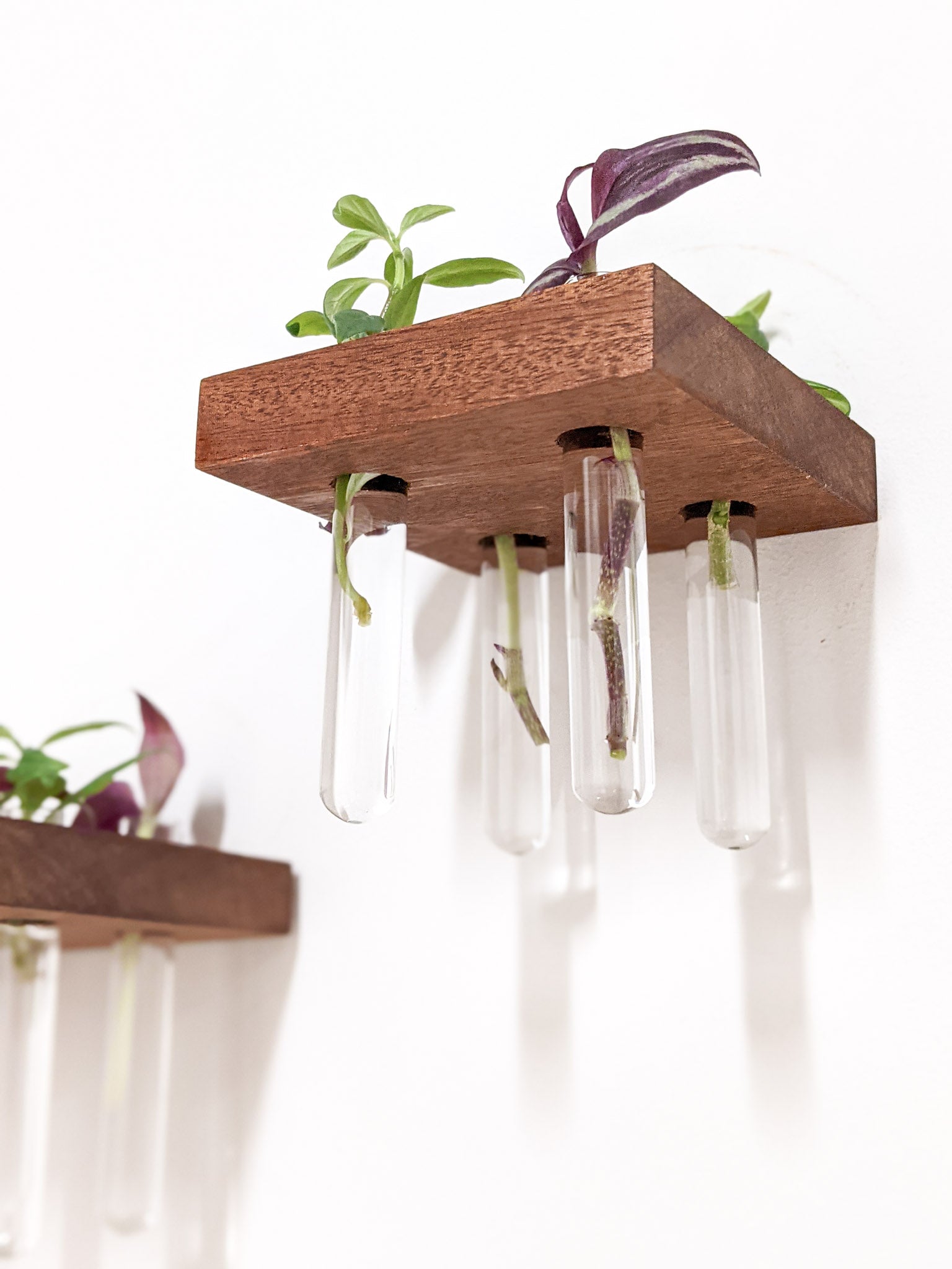 A square mahogany propagation shelf is wall mounted. Four test tubes dangle beneath the shelf and contain cutting of a wandering jew plant. To the left, the side of a mahogany square propagation shelf can be seen.