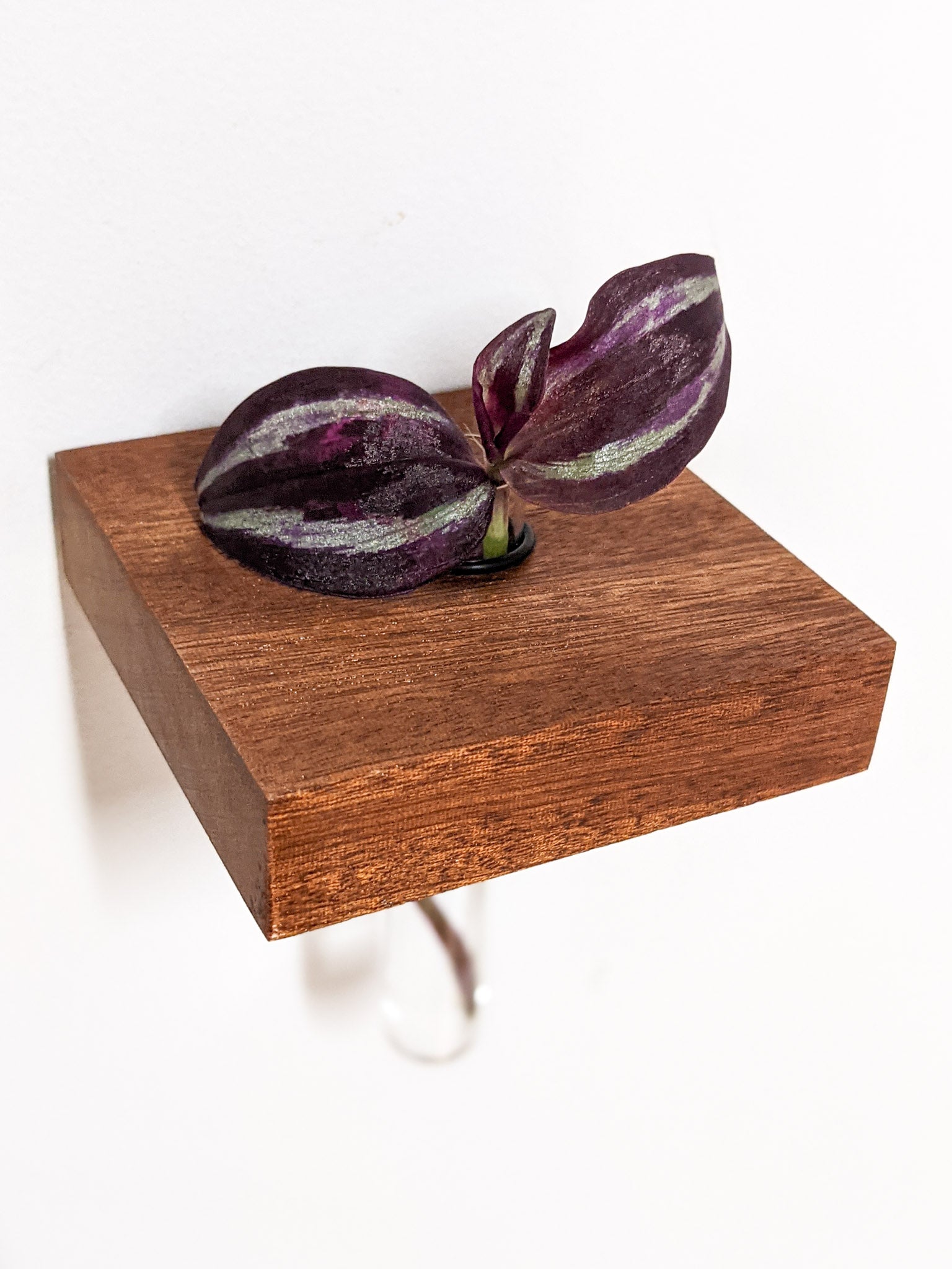 A single small mahogany propagation shelf is wall-mounted. A test tube securely fits within the provided hole and a vibrant wandering jew cutting sits within the test tube. The plant has two beautiful purple and green variegated leaves. 