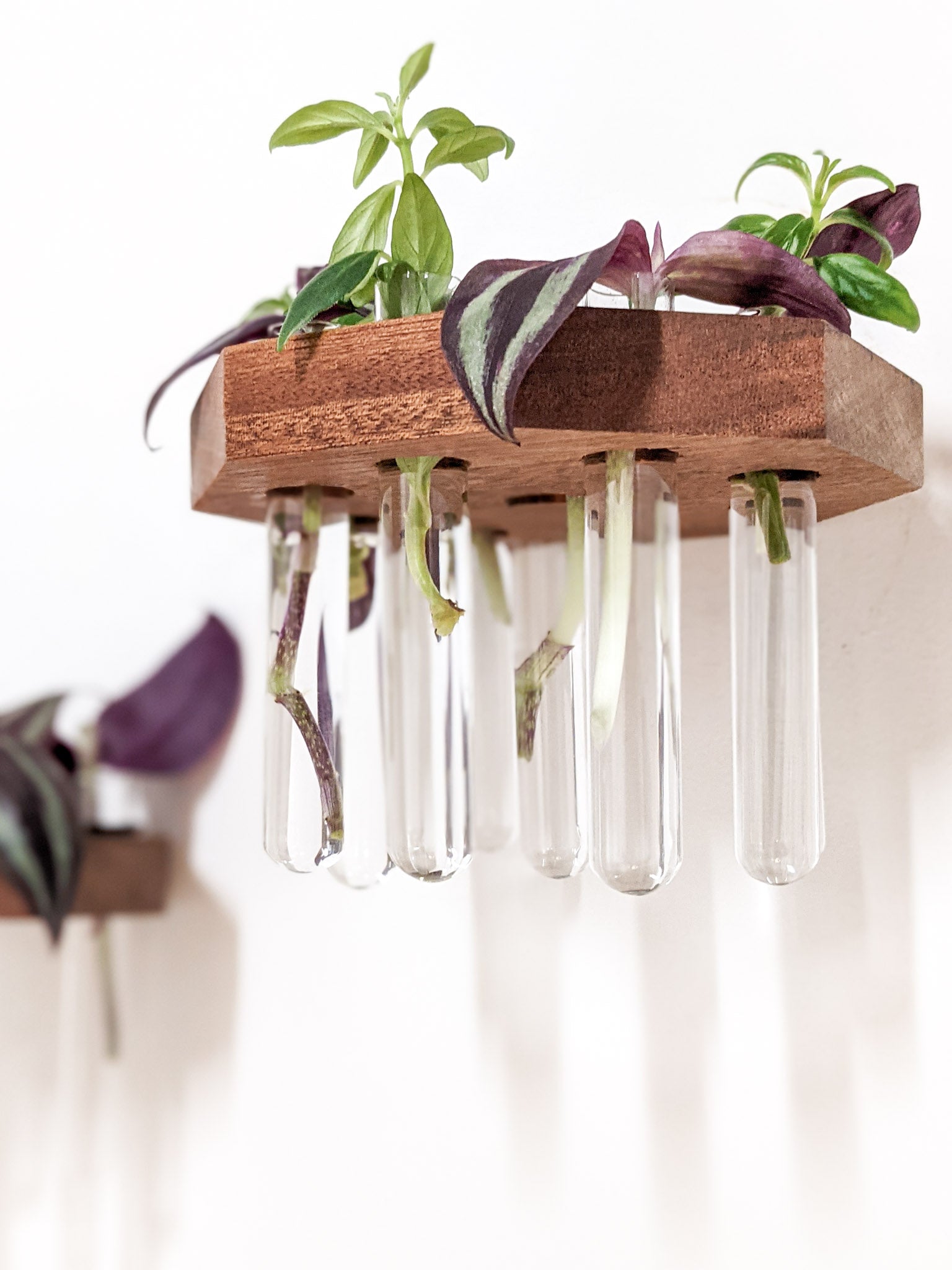 Five glass test tubes hang from a mahogany octagon wall-mounted propagation station. Wandering Jew cuttings are placed in the test tubes and their purple and green leaves drape over the edges of the octagon.