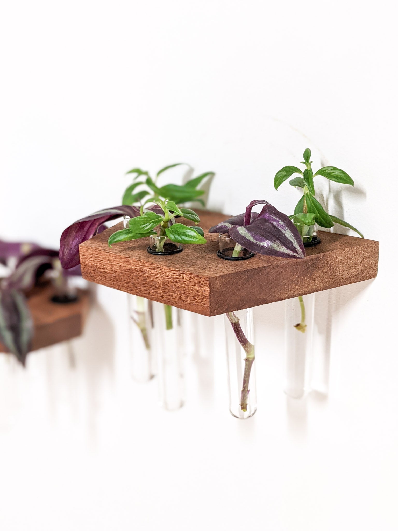A trapezoid mahogany propagation shelf is wall mounted. Four test tubes dangle beneath the shelf and contain cutting of a wandering jew plant. To the left, the side of a mahogany octagon propagation shelf can be seen.