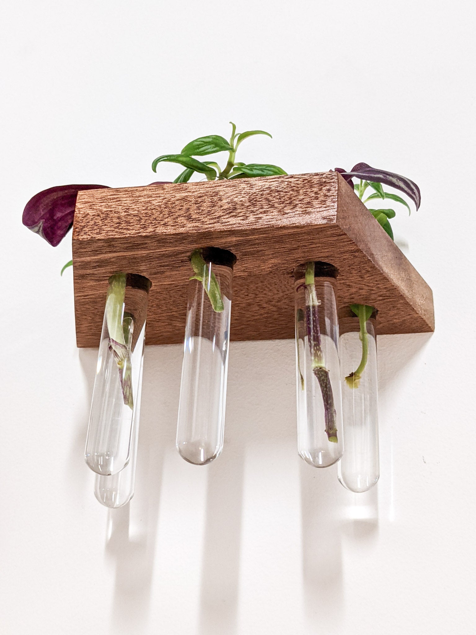 A bottom view of the mahogany trapezoid propagation shelf. A variety of glass test tubes dangle from the trapezoid floating shelf that is wall-mounted. The vials are filled with various cuttings of plants that peek over the top of the shelf.