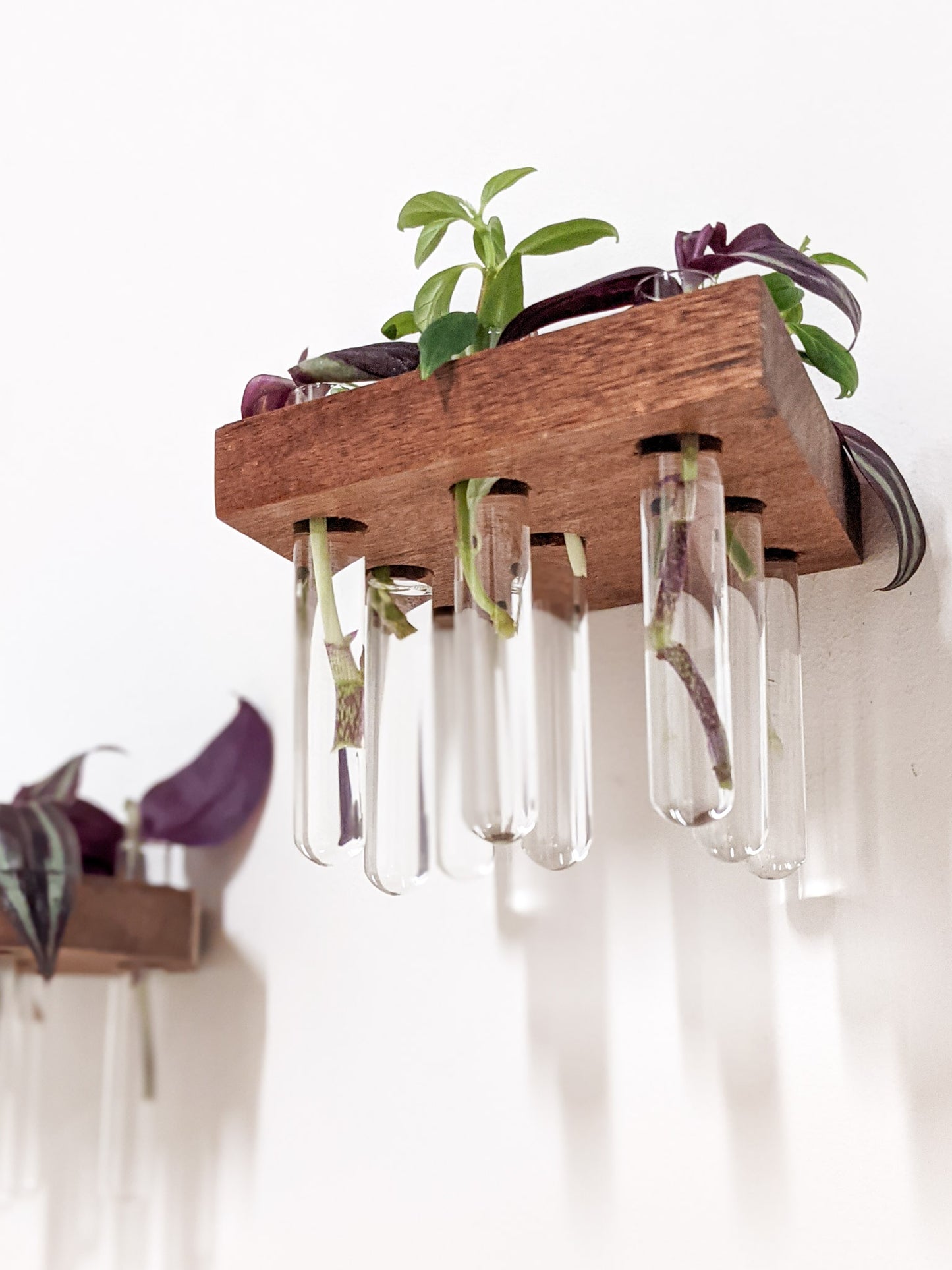 A rhombus mahogany propagation shelf is wall mounted. Four test tubes dangle beneath the shelf and contain cutting of a wandering jew plant. To the left, the side of a mahogany octagon propagation shelf can be seen.