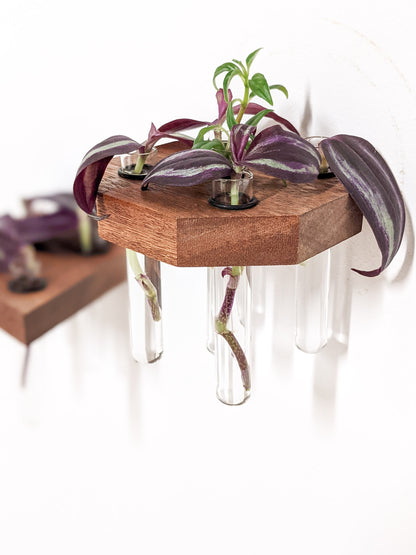 A side view of our mahogany octagon propagation shelf. The shelf is wall mounted and the smooth clean lines and sharp edges pop against a white wall. Various plant cuttings are placed in the test tubes that dangle beneath the shelf, filled with water. A floating propagation shelf is just out of focus in the background.