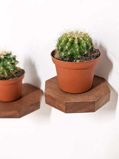 A small mahogany octagon floating shelf sits on the wall and holds a cactus in a nursery planter.