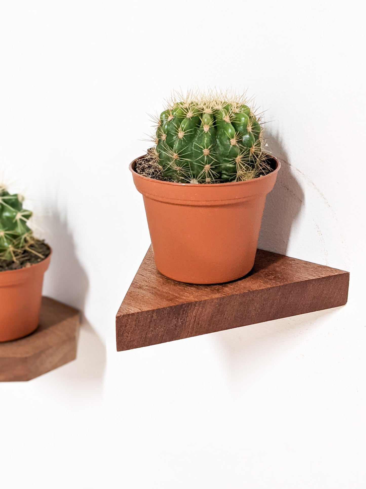 A small, wall-mounted, triangle floating shelf in mahogany holds a cactus.