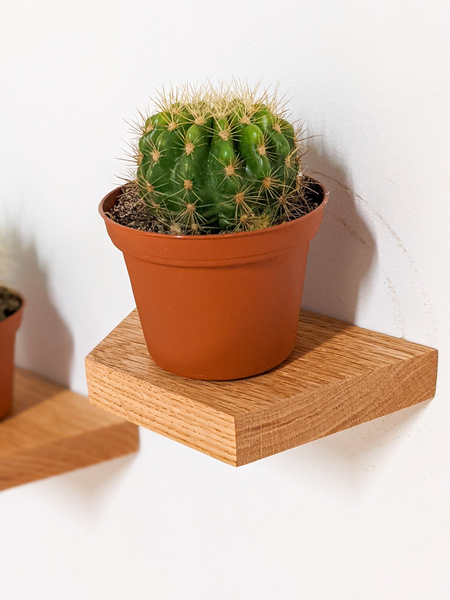 A small, easy install, oak trapezoid shelf is floating on the wall. A small potted cactus in a teracotta planter sits on top.