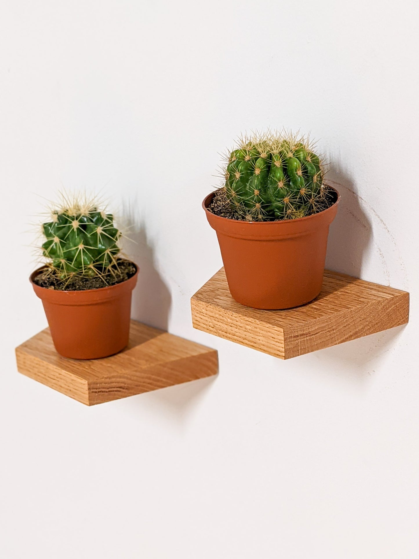 Two oak trapezoid floating shelves are wall mounted. Each shelf holds a small potted cactus in a teracotta planter.