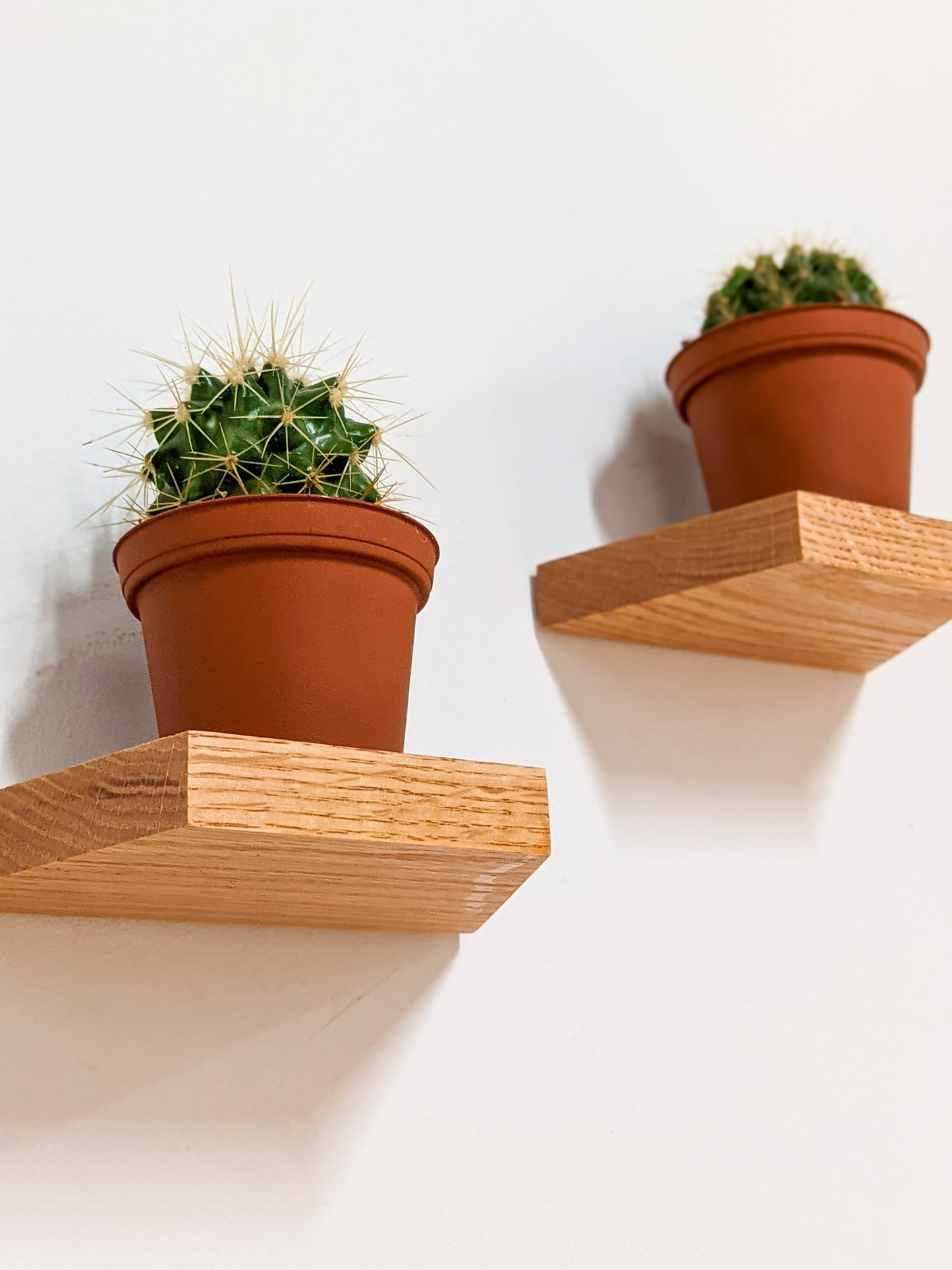 Two small oak trapezoid floating shelfs are wall mounted and viewed from slightly below. Each holds a single cactus in a terracotta planter.