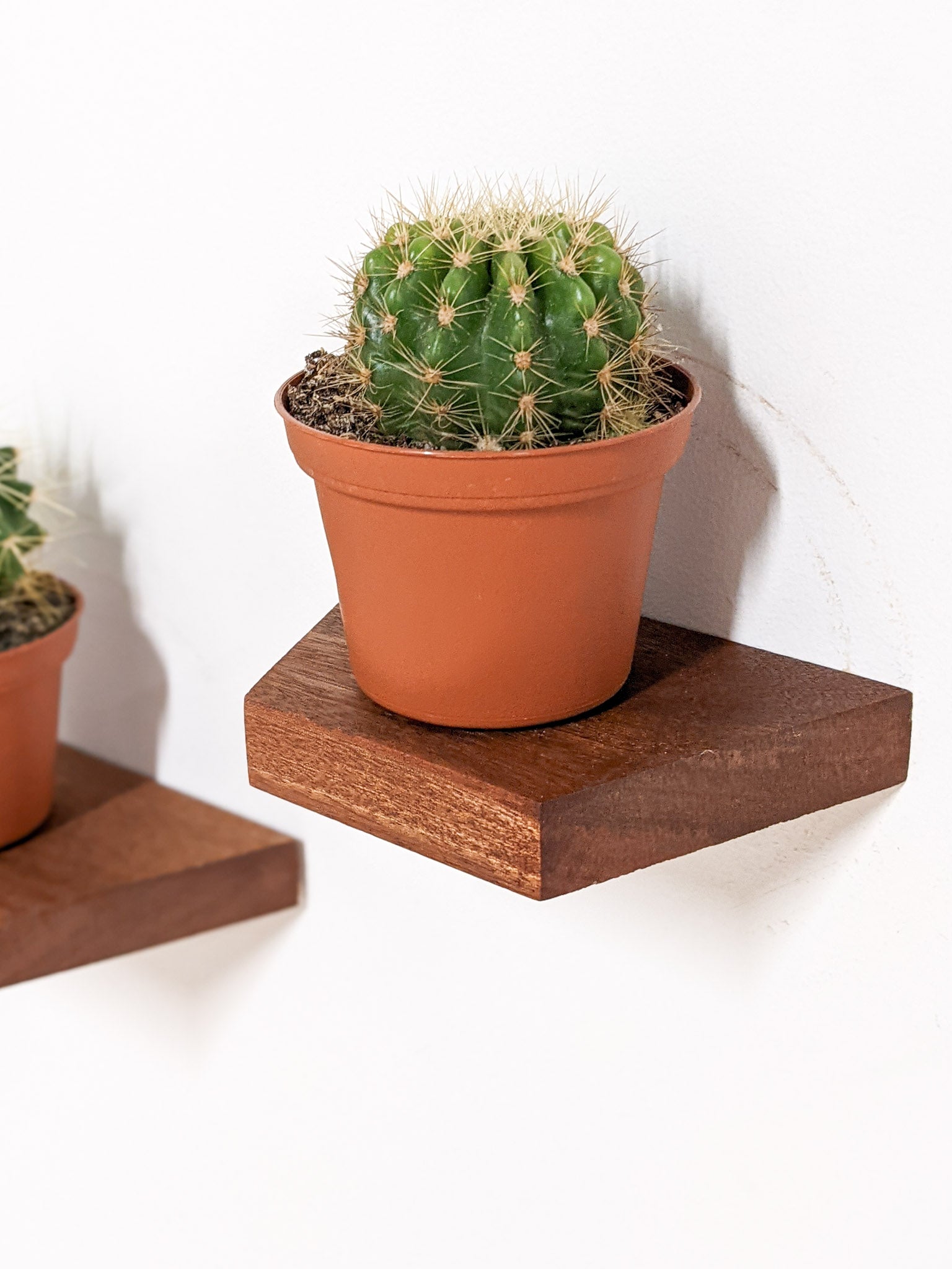 A small trapezoid floating shelf in mahogany wood is wall mounted. A terracotta planter with a small cactus sits on top.