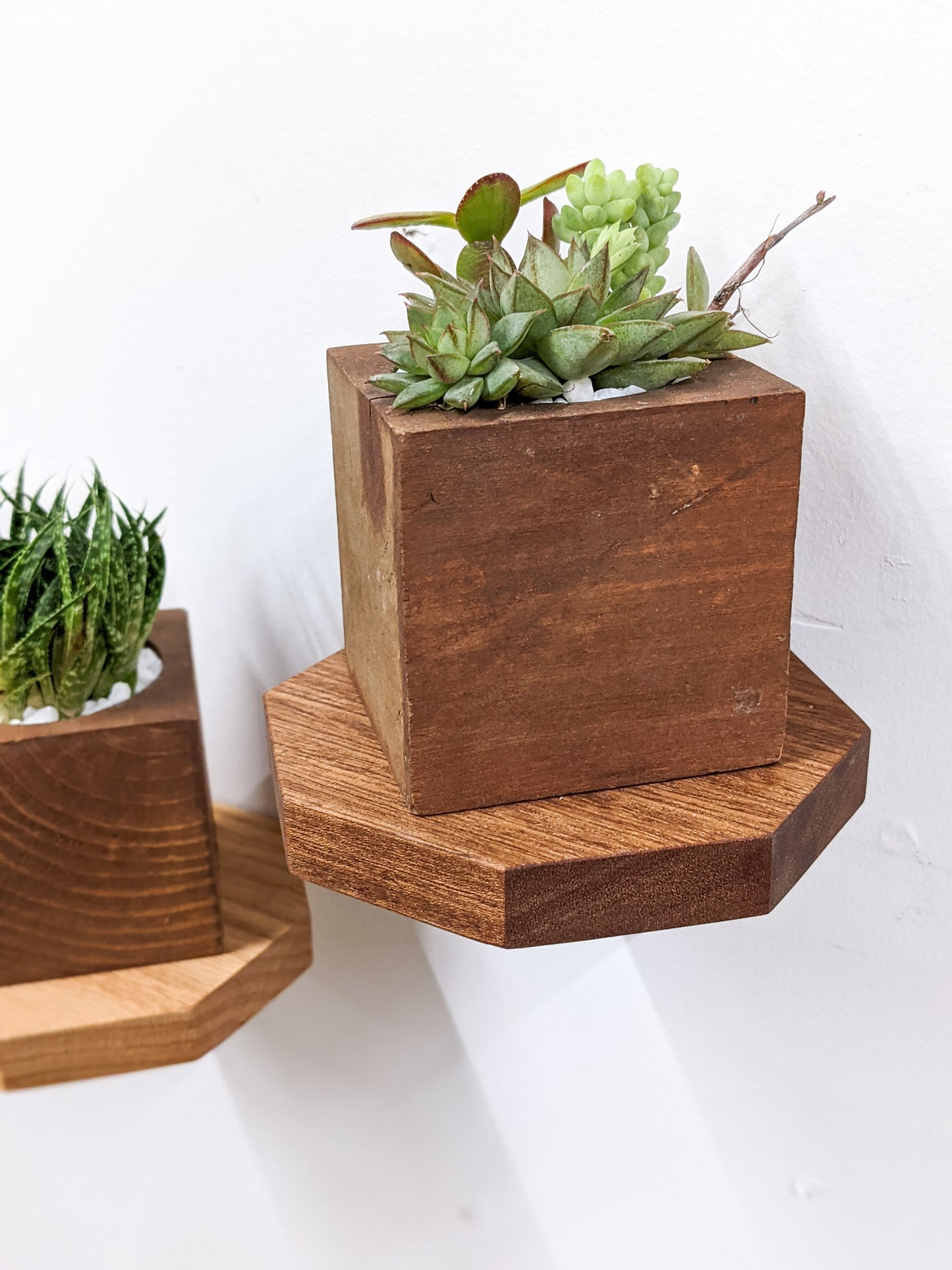 Our small octagon floating shelf in mahogany holds a square wooden succulent planter. To the left, an oak octagon floating shelf holds a succulent.